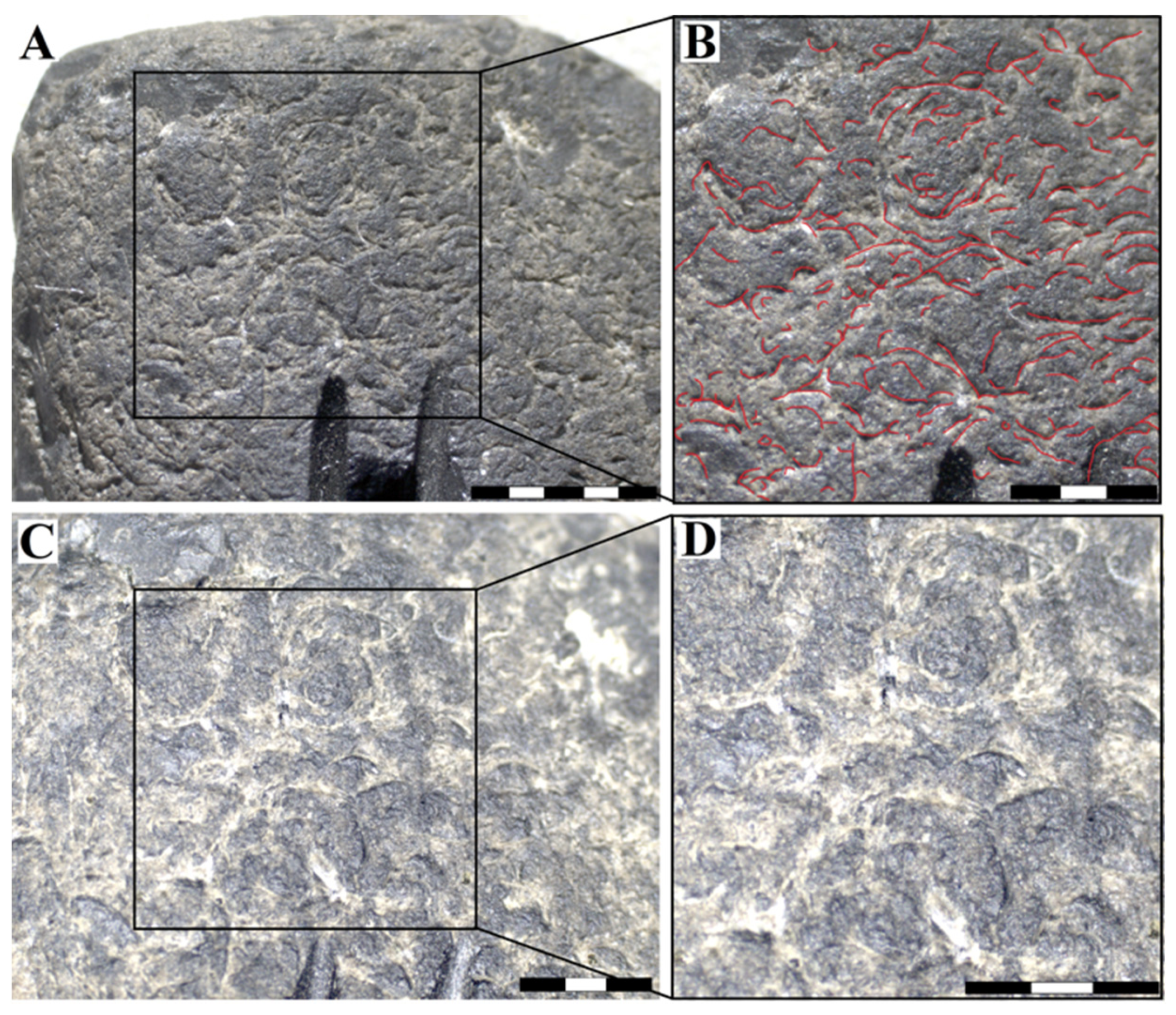 Minerals 12 00343 g004 Minerals 12 00343 g004