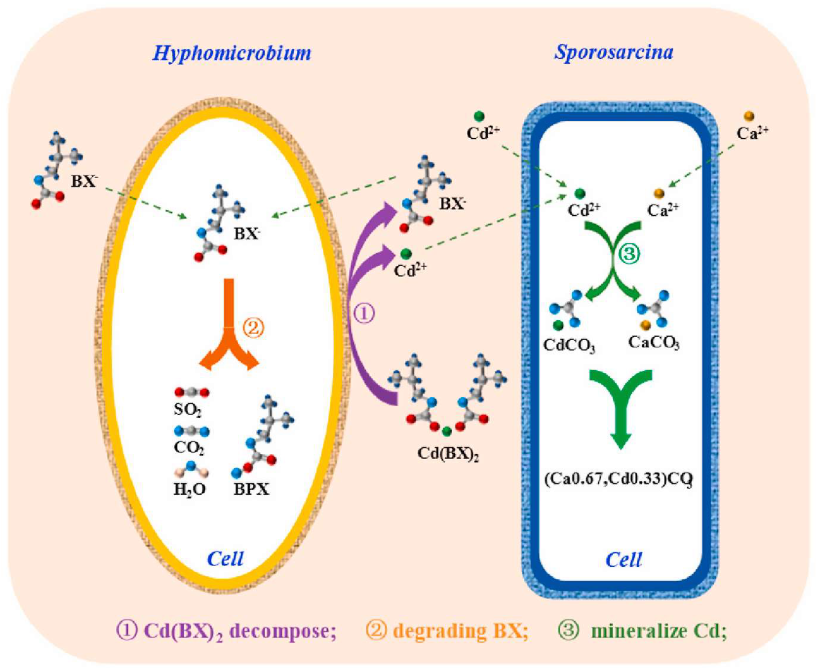 Minerals 13 00435 g001 Minerals 13 00435 g001