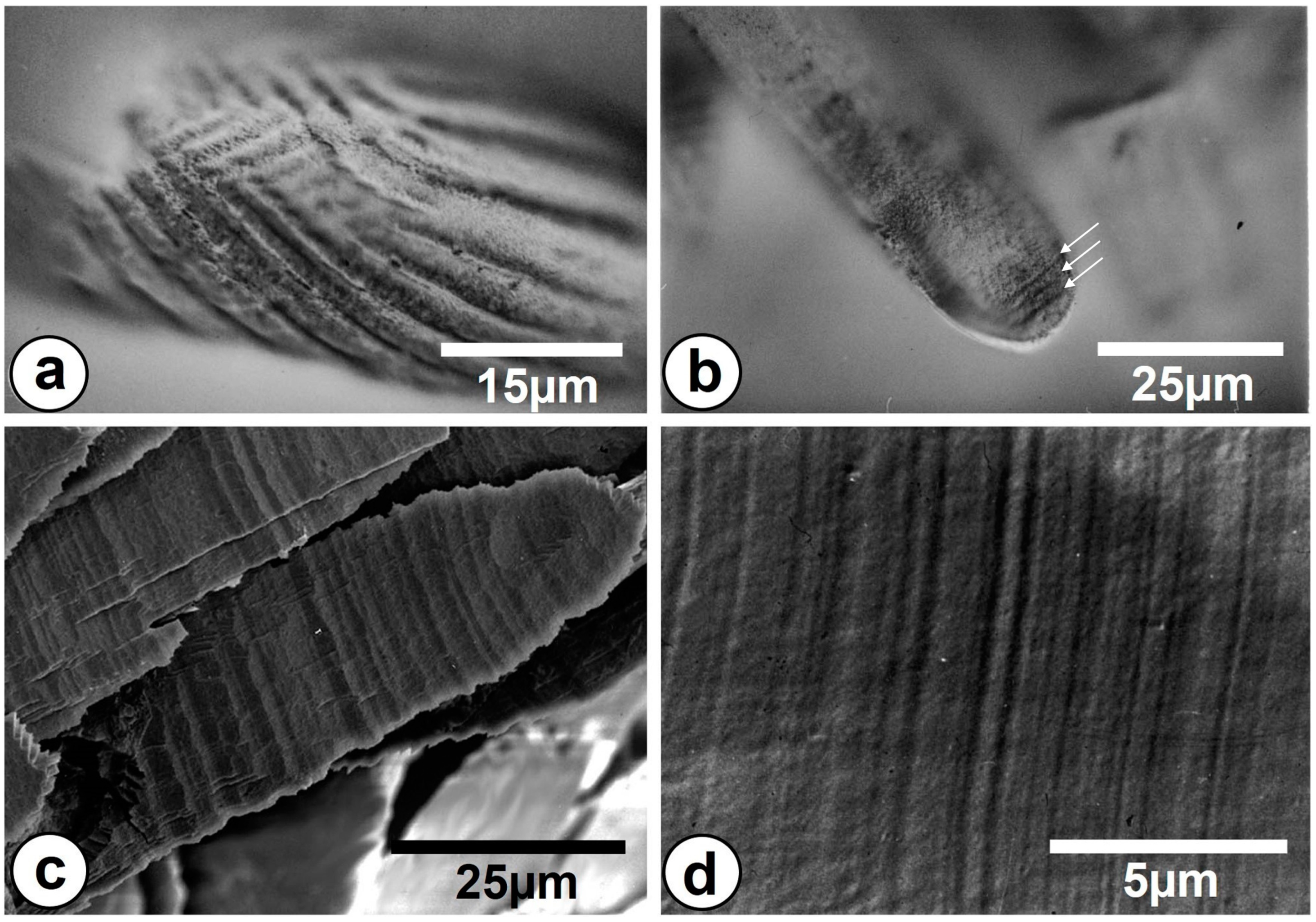 Minerals | Free Full-Text | The Caudofoveata (Mollusca) Spicule as