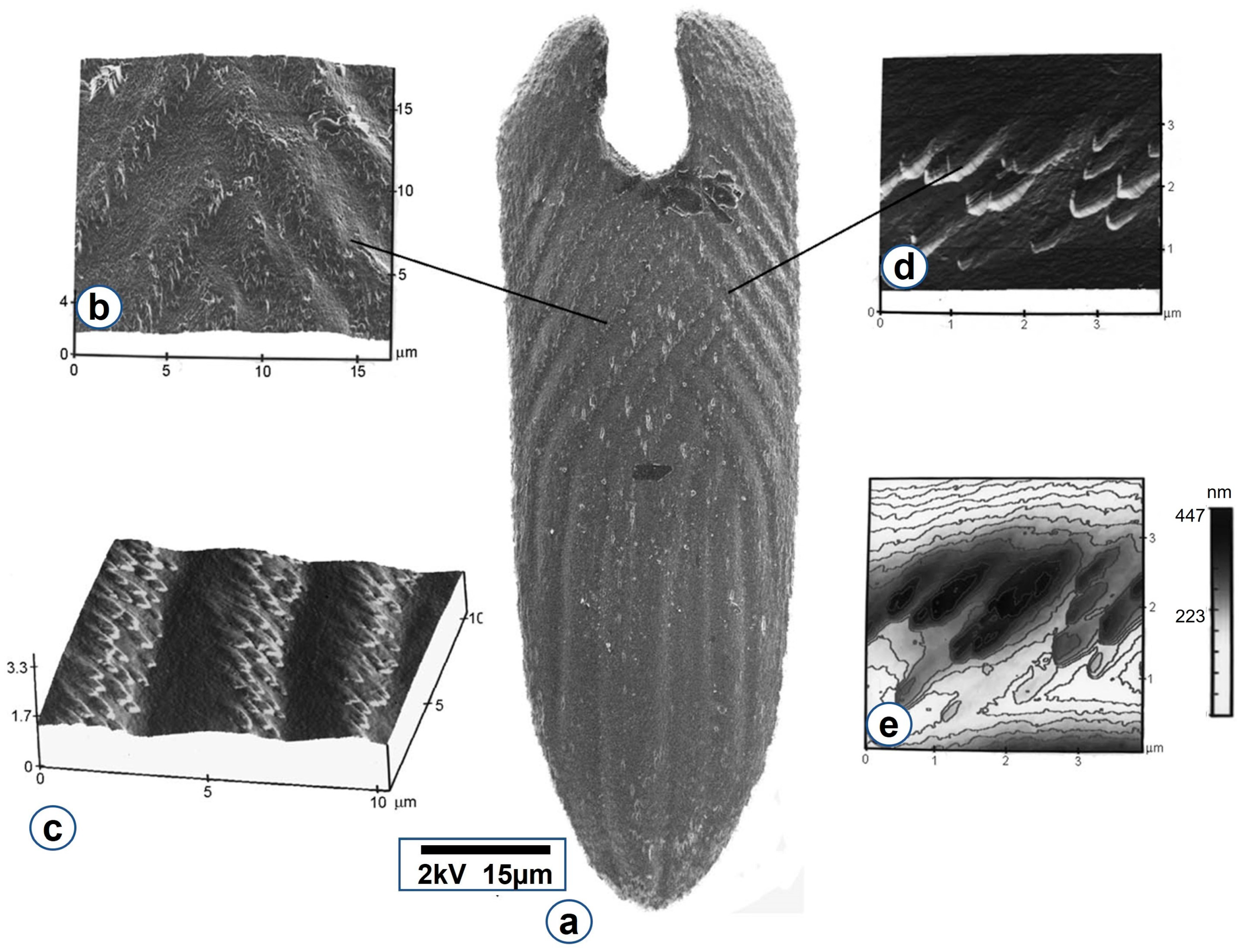 Minerals | Free Full-Text | The Caudofoveata (Mollusca) Spicule as