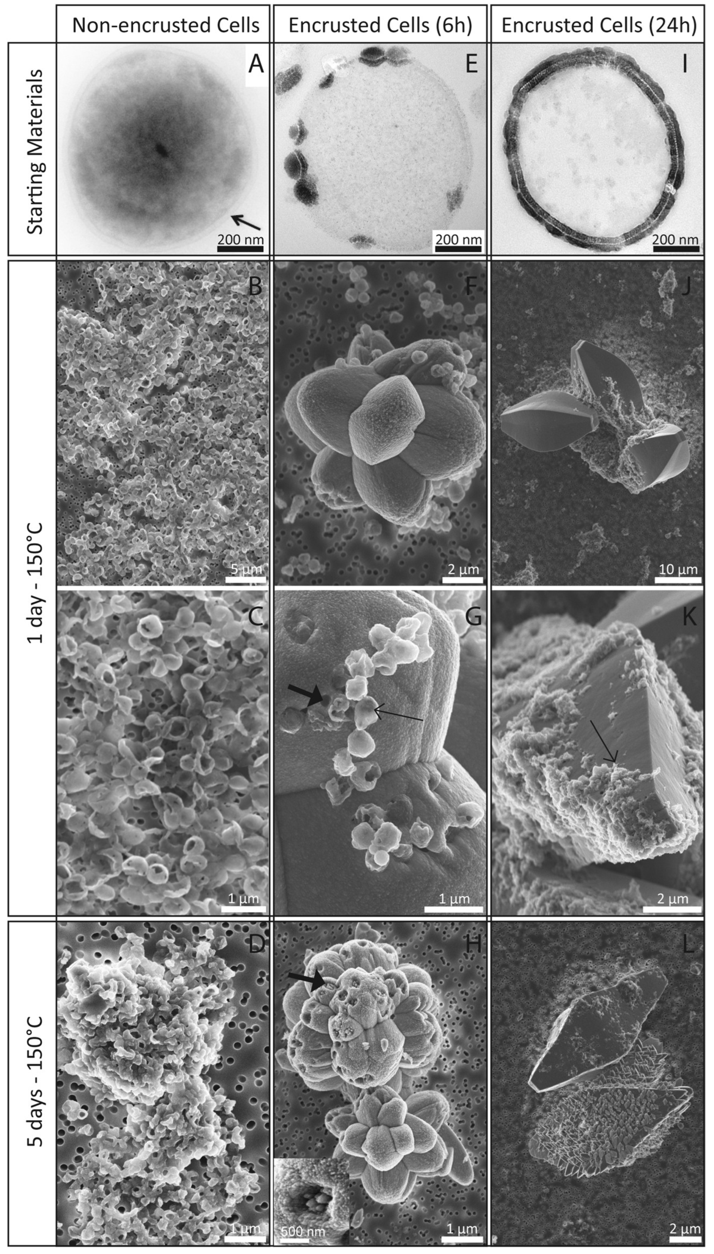 Minerals 14 00591 g011