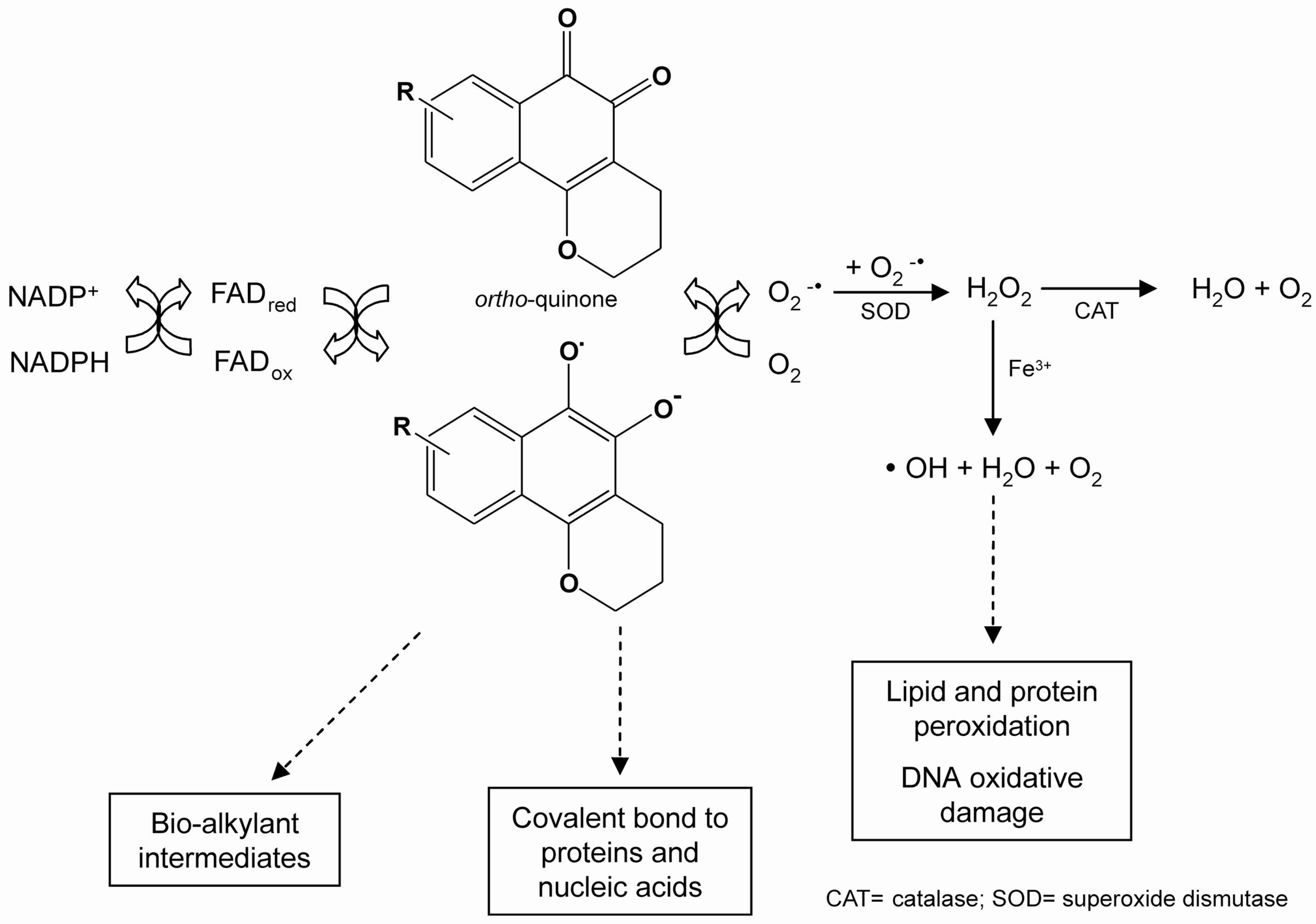 Molecules 14 04570 g012