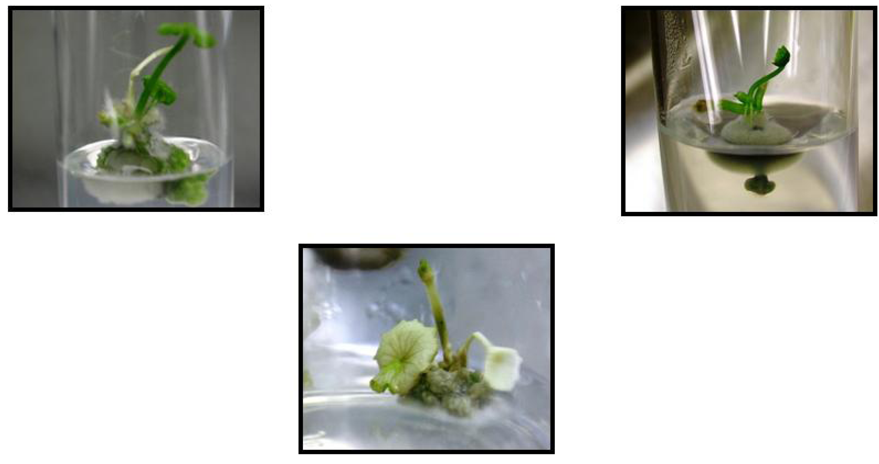 Molecules 16 08981 g001