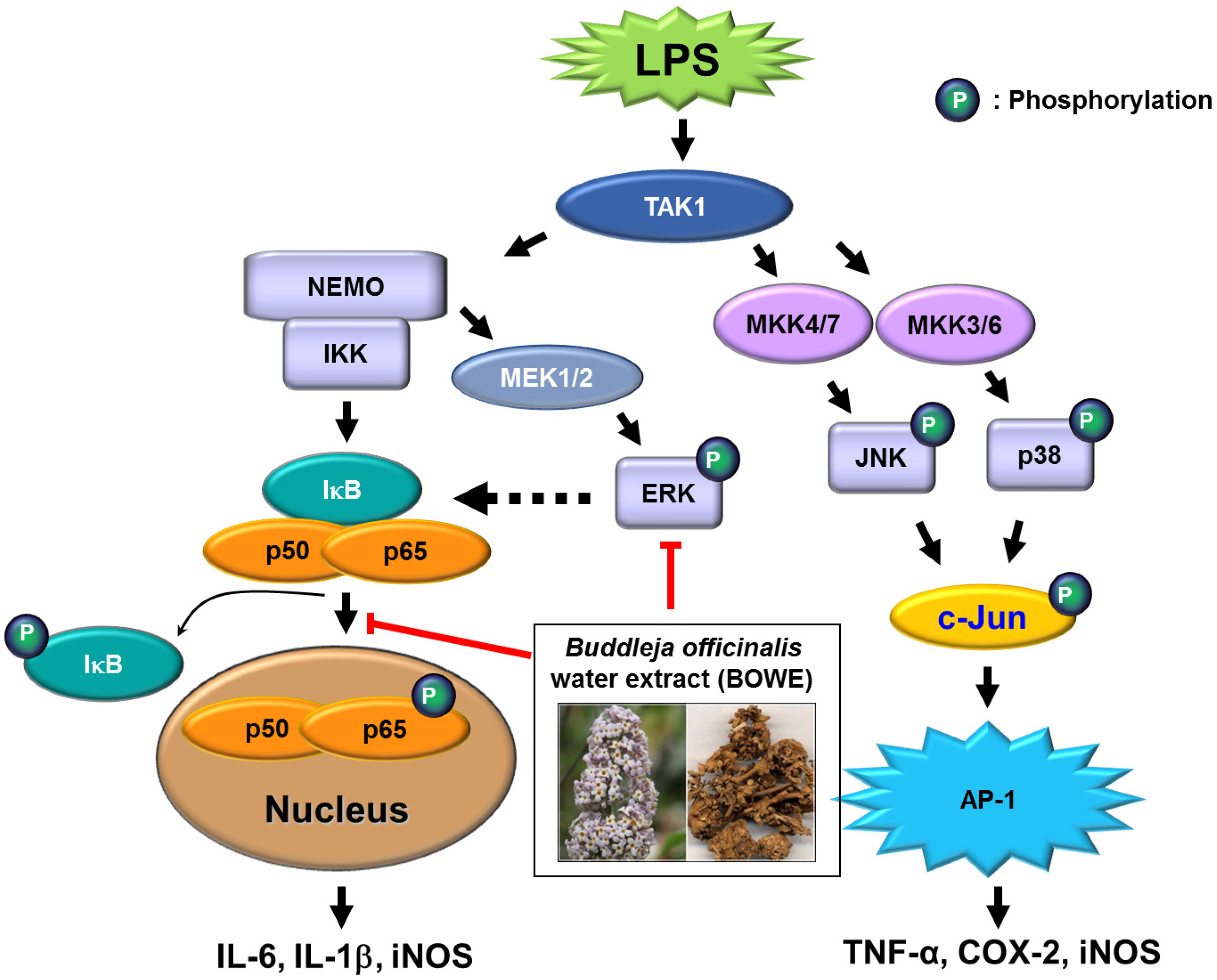 Molecules | Free Full-Text | Inhibition of Lipopolysaccharide-Induced  Proinflammatory Responses by Buddleja officinalis Extract in BV-2  Microglial Cells via Negative Regulation of NF-kB and ERK1/2 Signaling