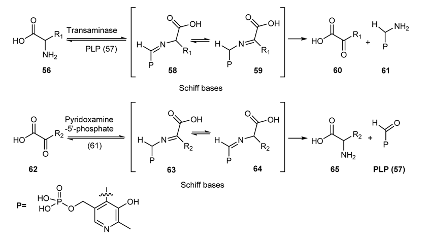 Molecules | Free Full-Text | Schiff Bases: A Short Survey on an Evergreen  Chemistry Tool | HTML