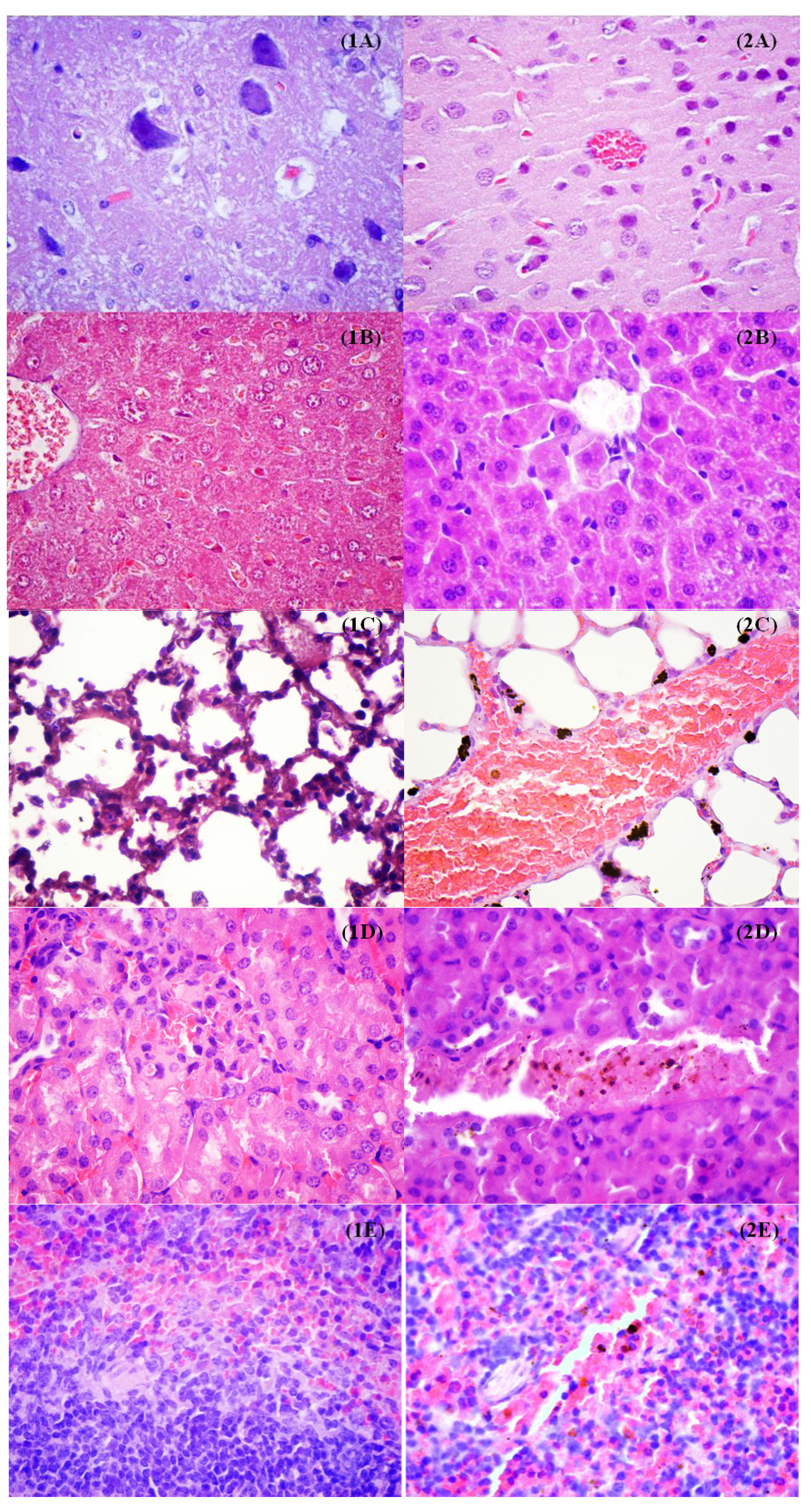 Molecules 19 05013 g012