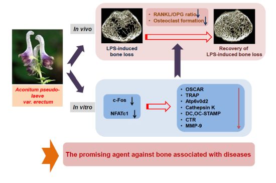 Molecules | Free Full-Text | Aconitum pseudo-laeve var. erectum Inhibits  Receptor Activator of Nuclear Factor Kappa-B Ligand-Induced  Osteoclastogenesis via the c-Fos/nuclear Factor of Activated T-Cells,  Cytoplasmic 1 Signaling Pathway and Prevents ...