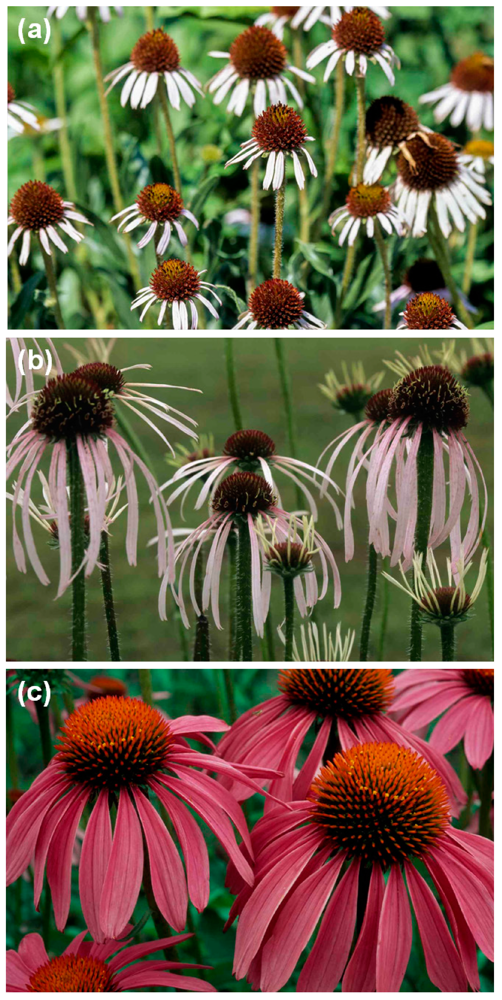 Molecules Free Full Text Hyperspectral Imaging And Chemometric Modeling Of Echinacea A Novel Approach In The Quality Control Of Herbal Medicines Html