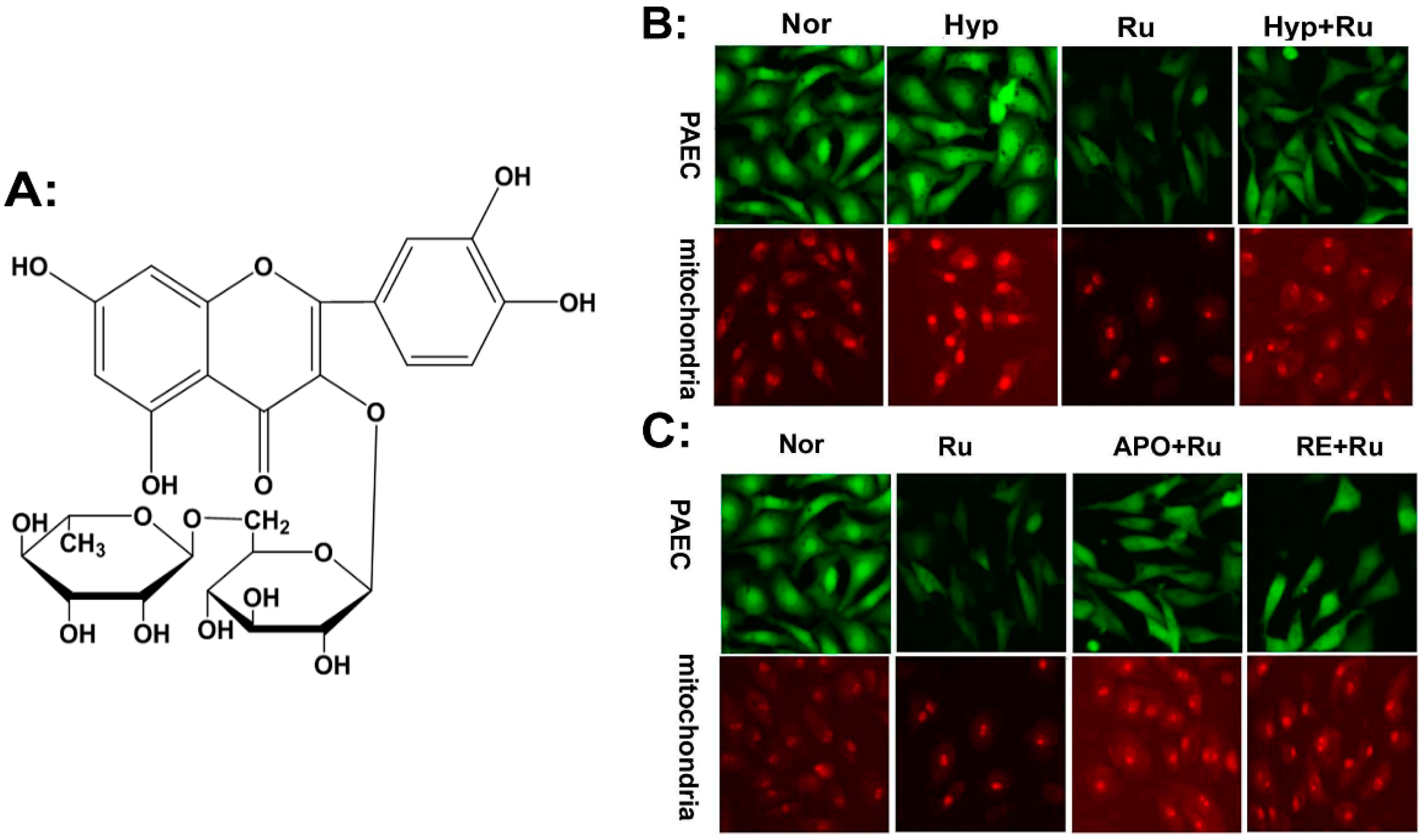 Molecules Free Full Text Antioxidant Mechanism Of Rutin On Hypoxia Induced Pulmonary Arterial Cell Proliferation