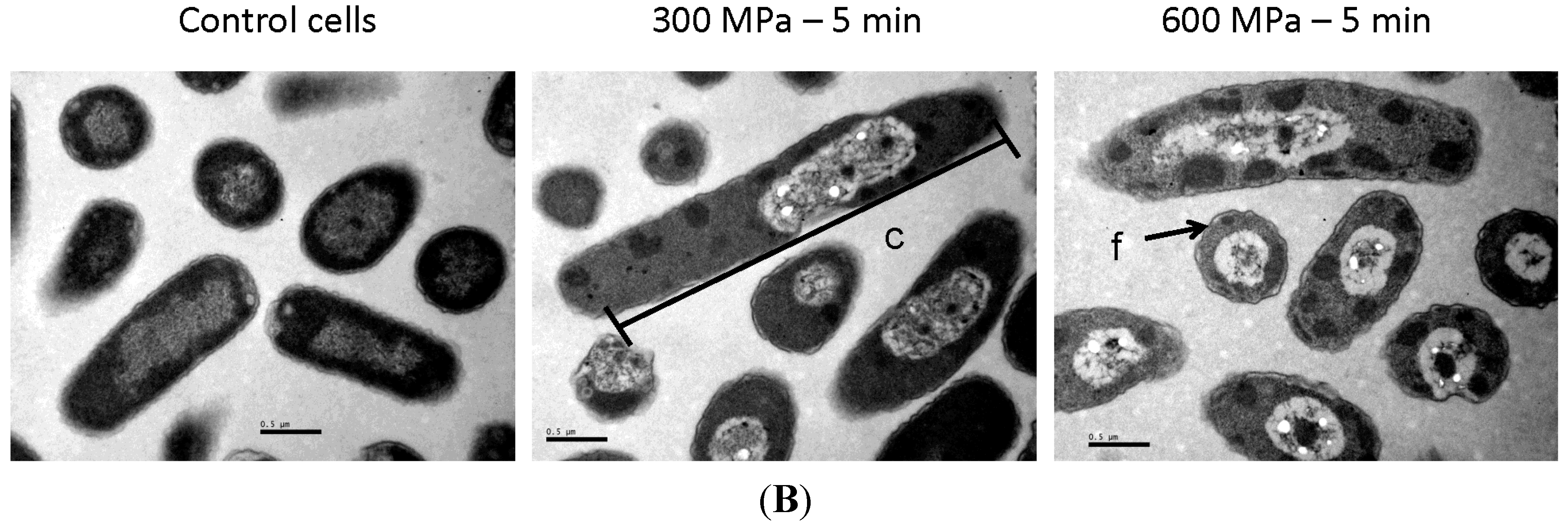 Molecules 19 21310 g003b