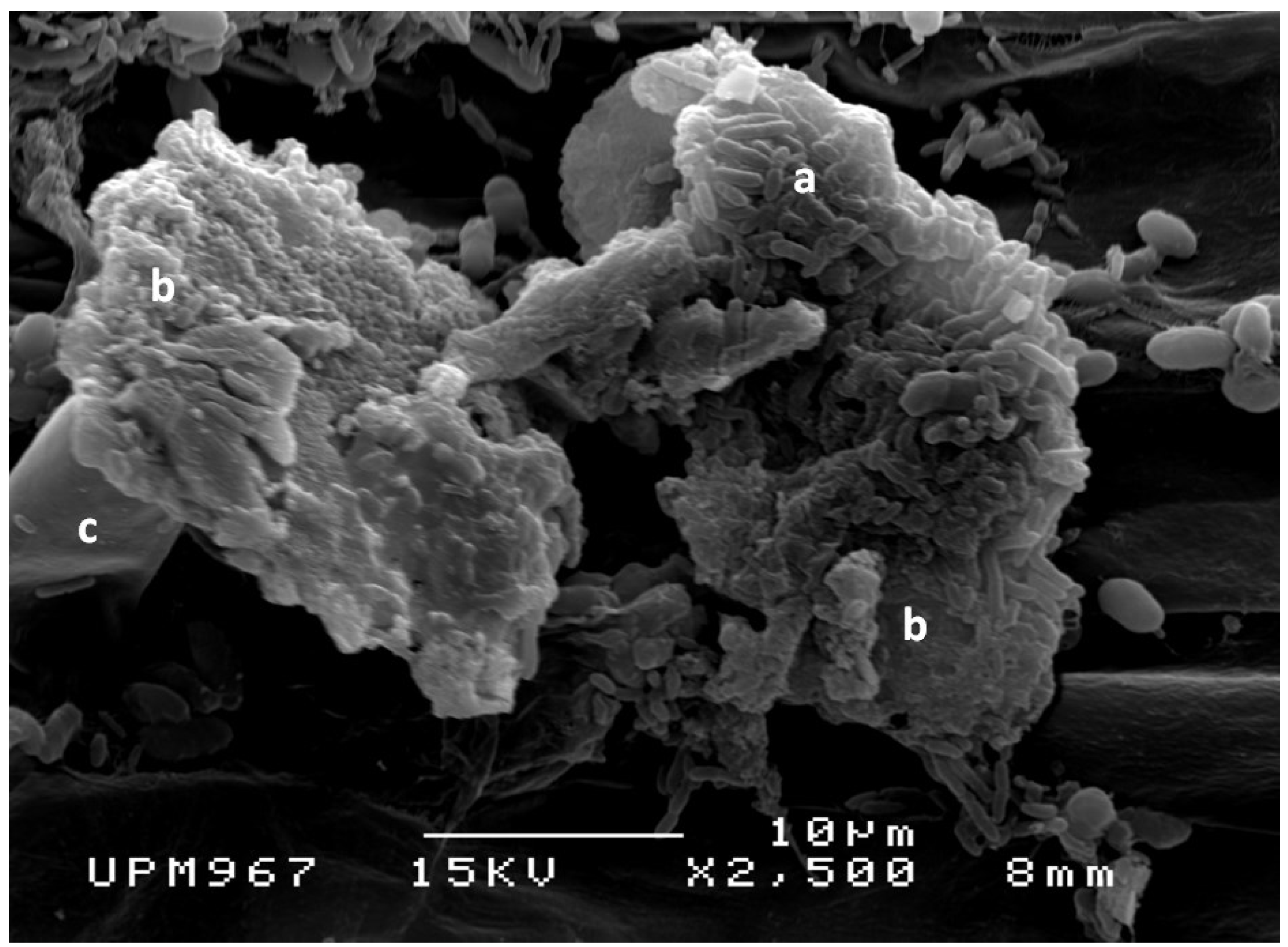 Molecules 20 03628 g001