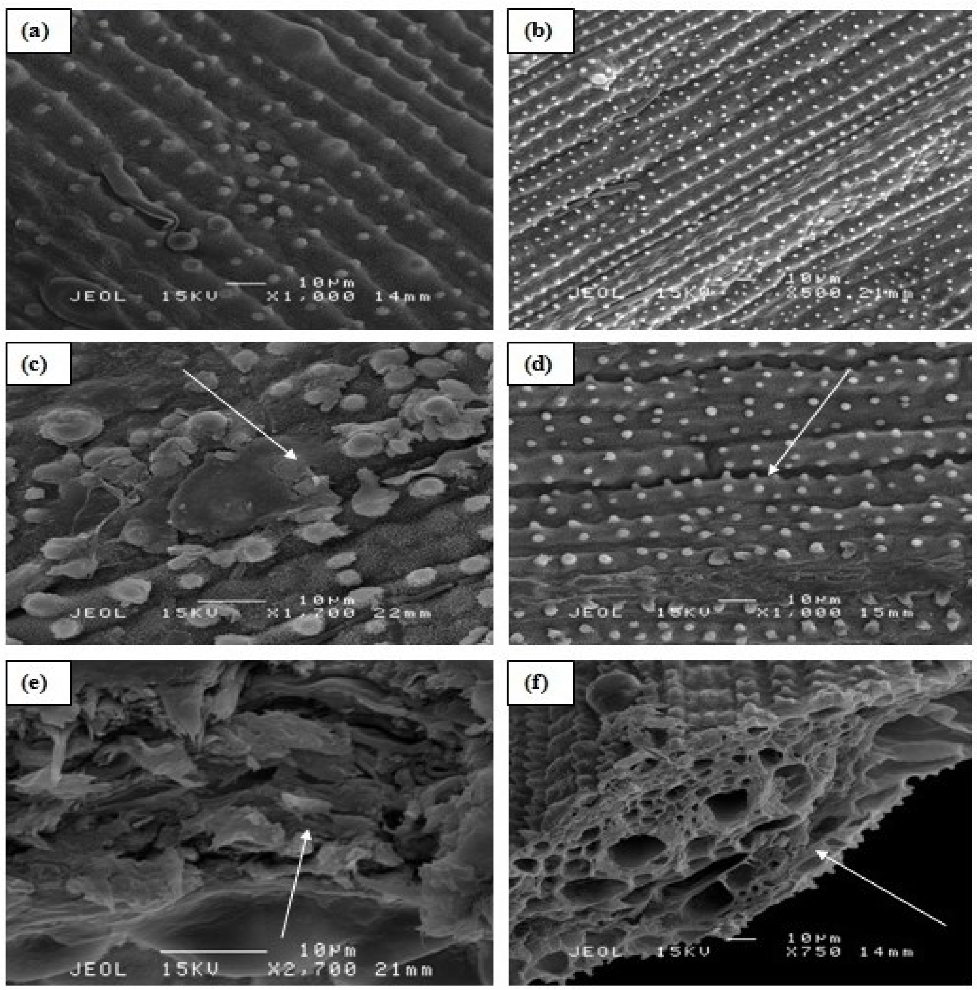 Molecules 20 03628 g005