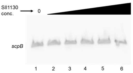 Molecules Free Full Text Regulation Of The Scp Genes In The Cyanobacterium Synechocystis Sp Pcc 6803 What Is New Html