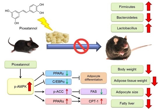 Molecules Free Full-Text Piceatannol Exerts Anti-Obesity Effects in 