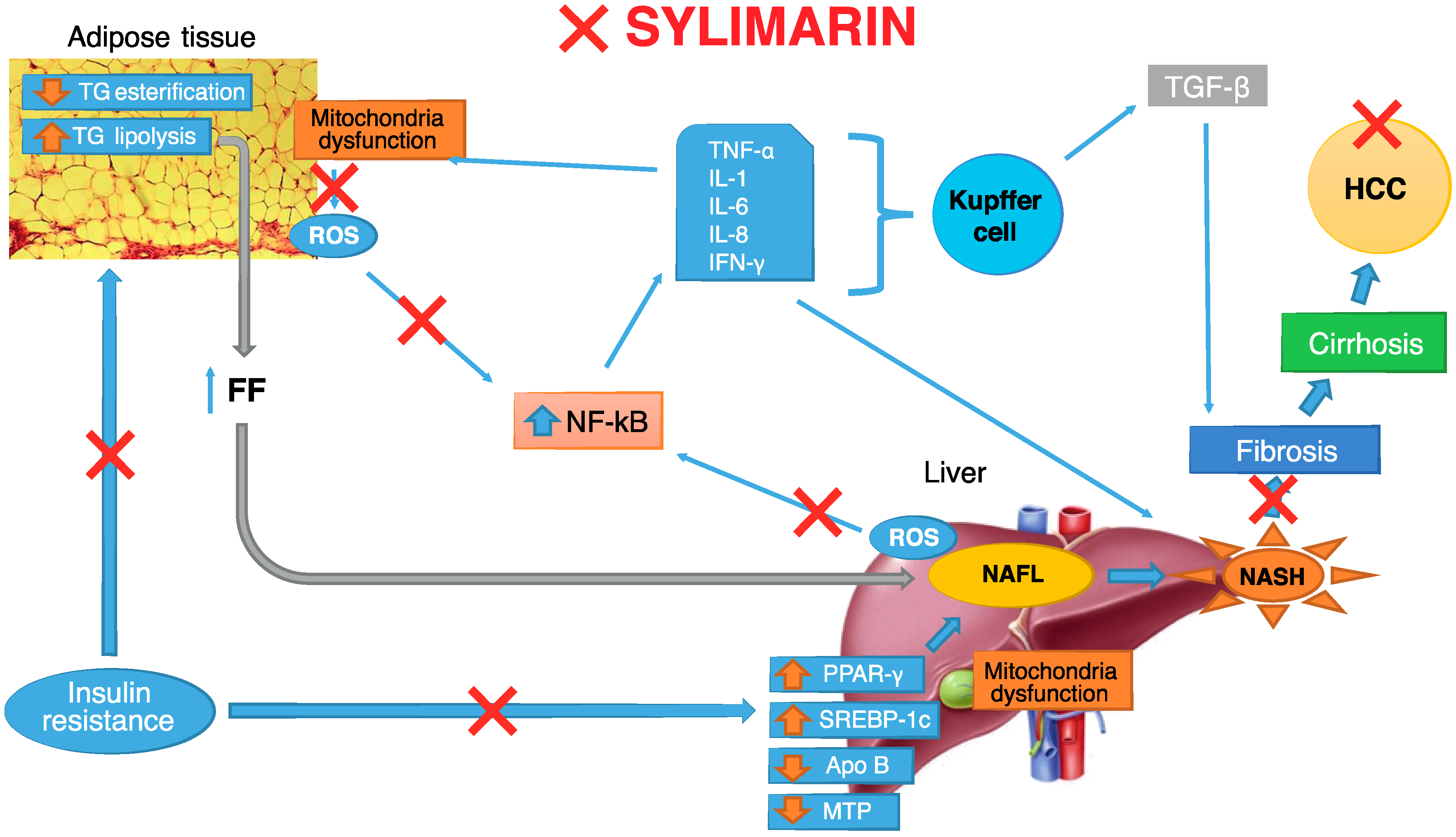 Molecules | Free Full-Text | Silymarin/Silybin and Chronic Liver Disease: A  Marriage of Many Years | HTML