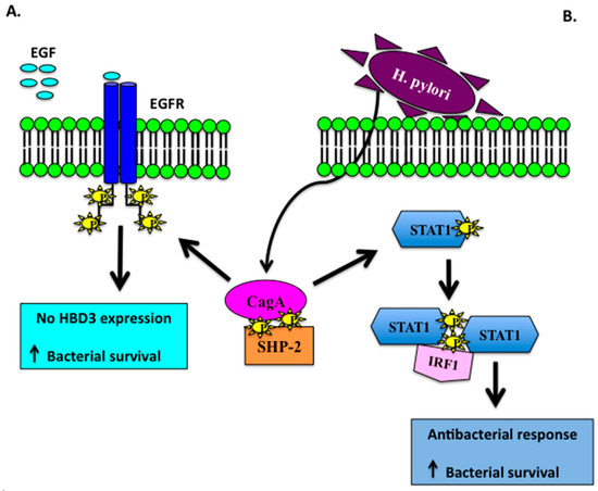 Molecules | Free Full-Text | β-Defensins in the Fight against Helicobacter  pylori