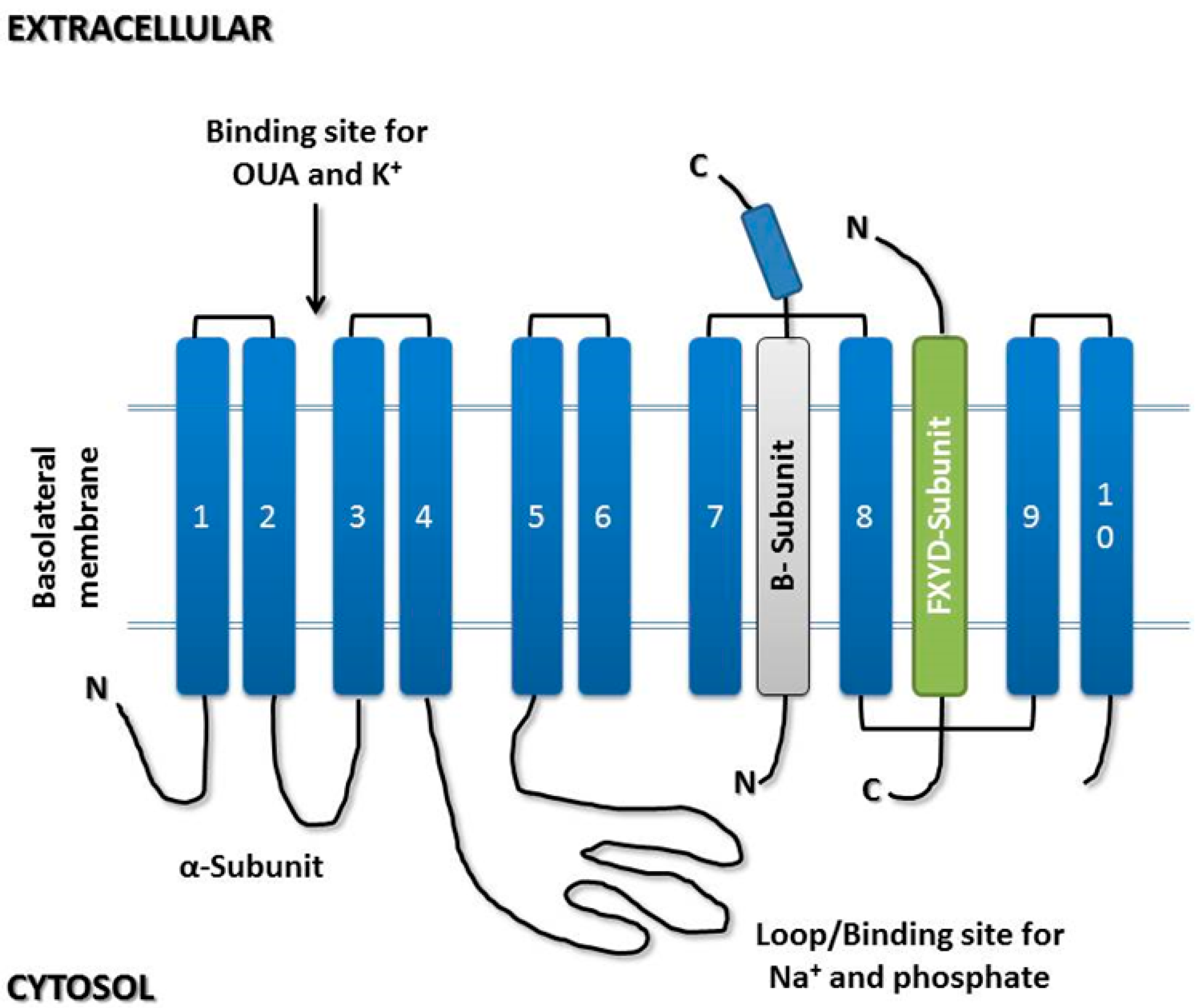 Molecules | Free Full-Text | Na/K Pump and Beyond: Na/K-ATPase as a  Modulator of Apoptosis and Autophagy