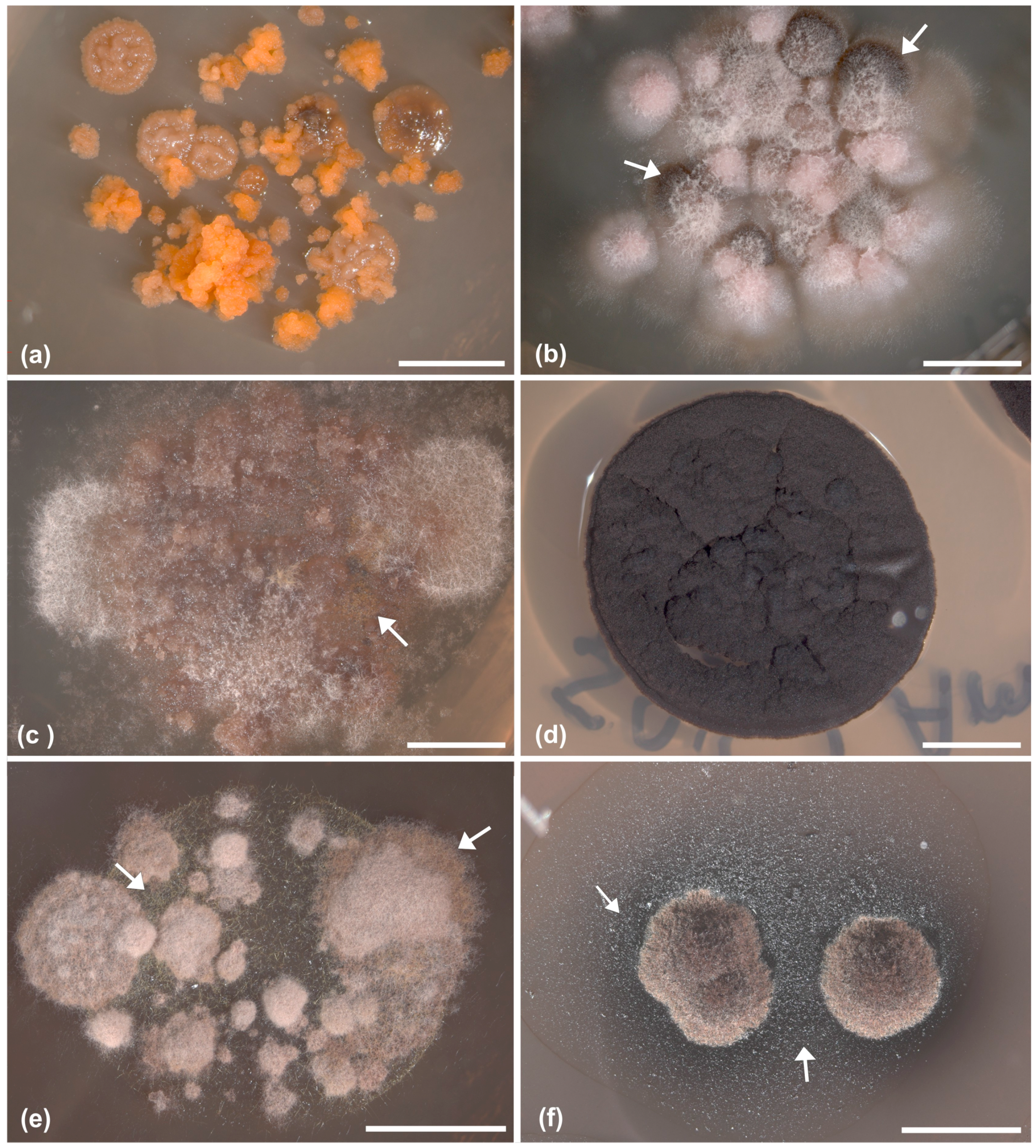 Molecules | Free Full-Text | Effects of Growth Media on the Diversity of  Culturable Fungi from Lichens