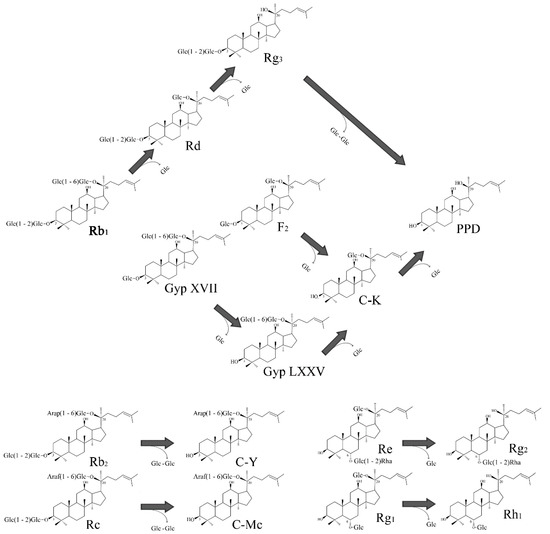 Frontiers  Mucilaginibacter sp. K Improves Growth and Induces