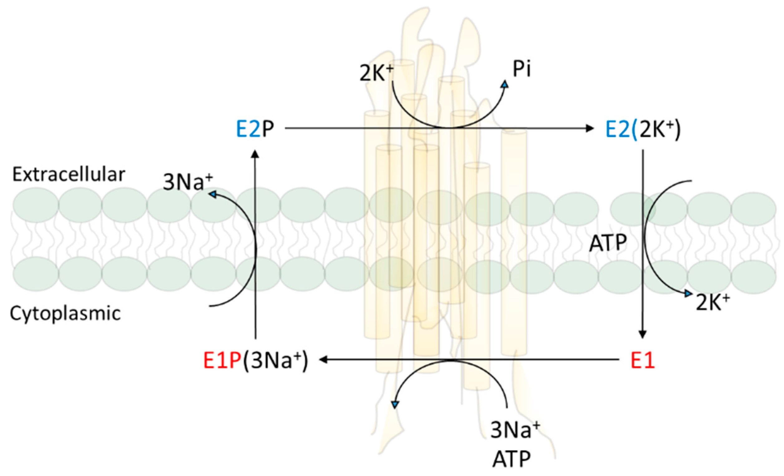 Molecules | Free Full-Text | Protein Interaction and Na/K-ATPase-Mediated  Signal Transduction
