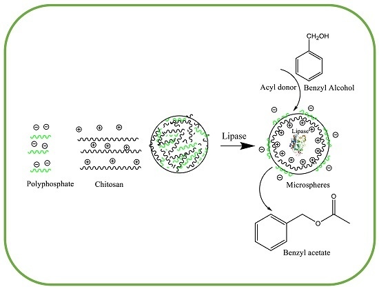 Molecules Free Full Text Synthesis Of Benzyl Acetate Catalyzed By Lipase Immobilized In Nontoxic Chitosan Polyphosphate Beads Html