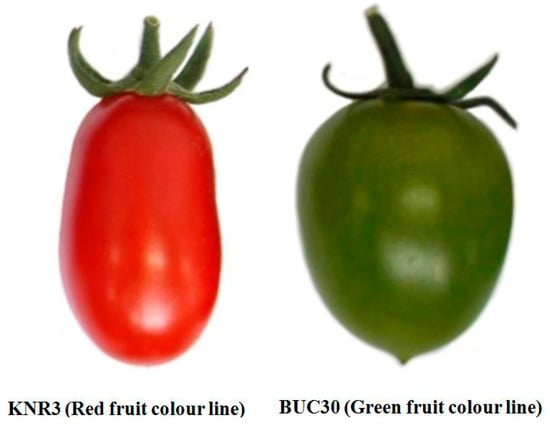 Molecules | Free Full-Text | Molecular Insights Reveal Psy1, SGR, and  SlMYB12 Genes are Associated with Diverse Fruit Color Pigments in Tomato  (Solanum lycopersicum L.)