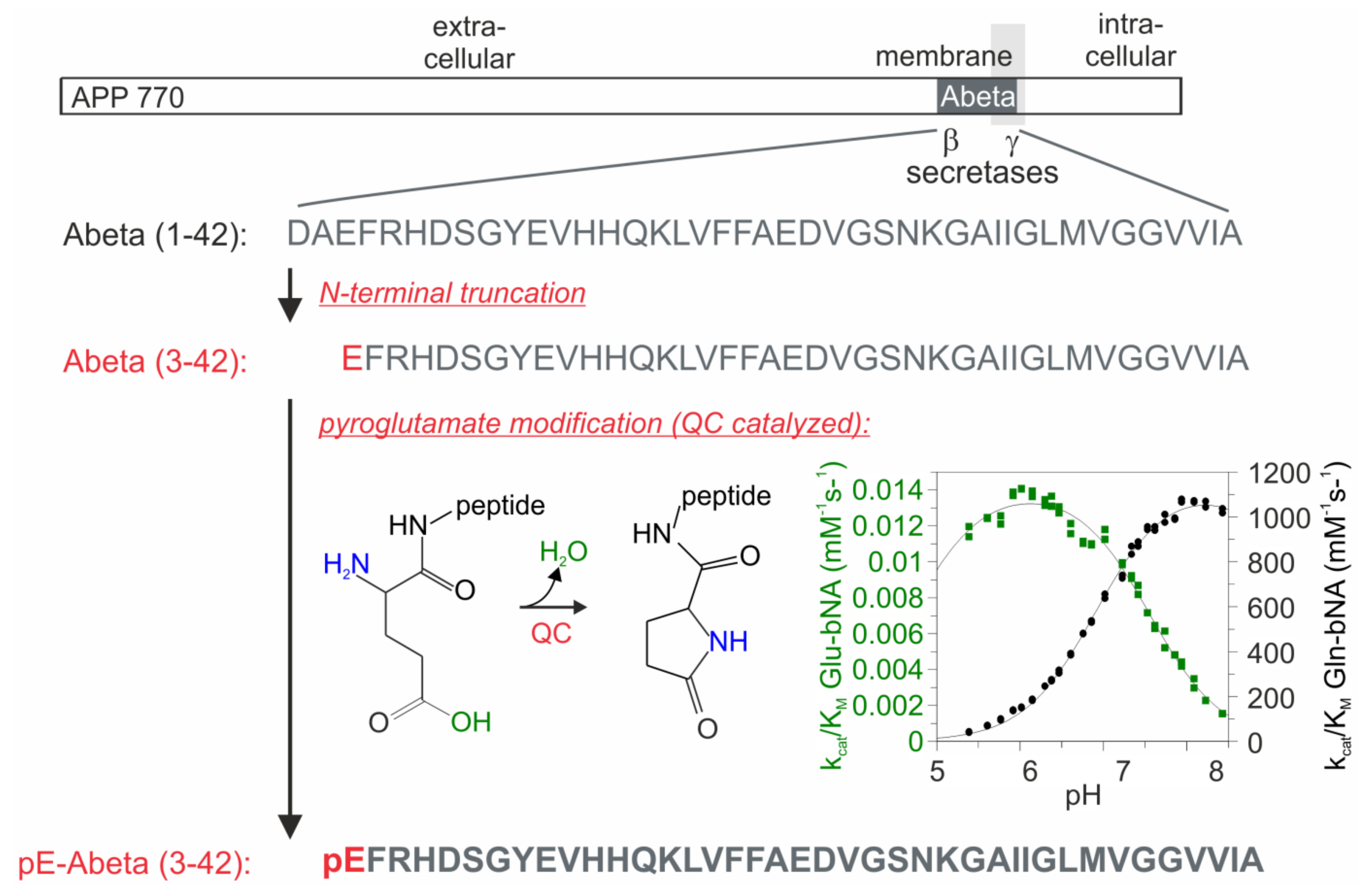 Glutaminyl Cyclase, Diseases, and Development of Glutaminyl