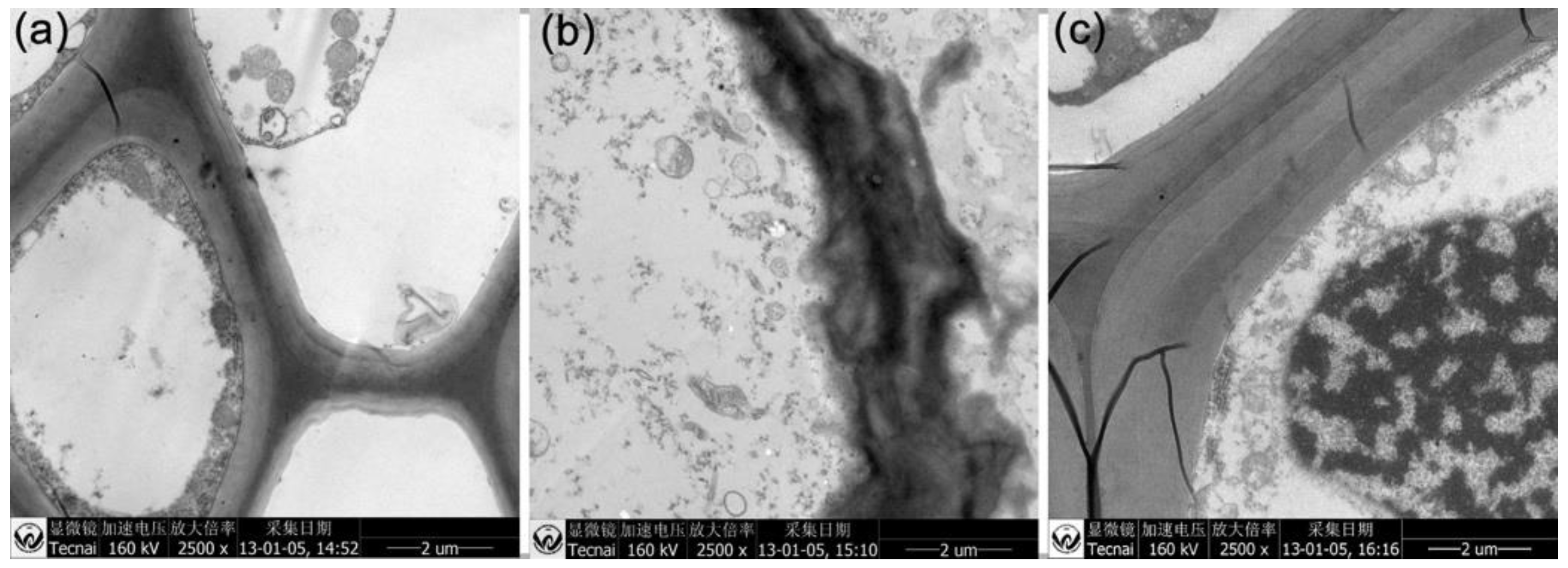 Molecules 23 01104 g006