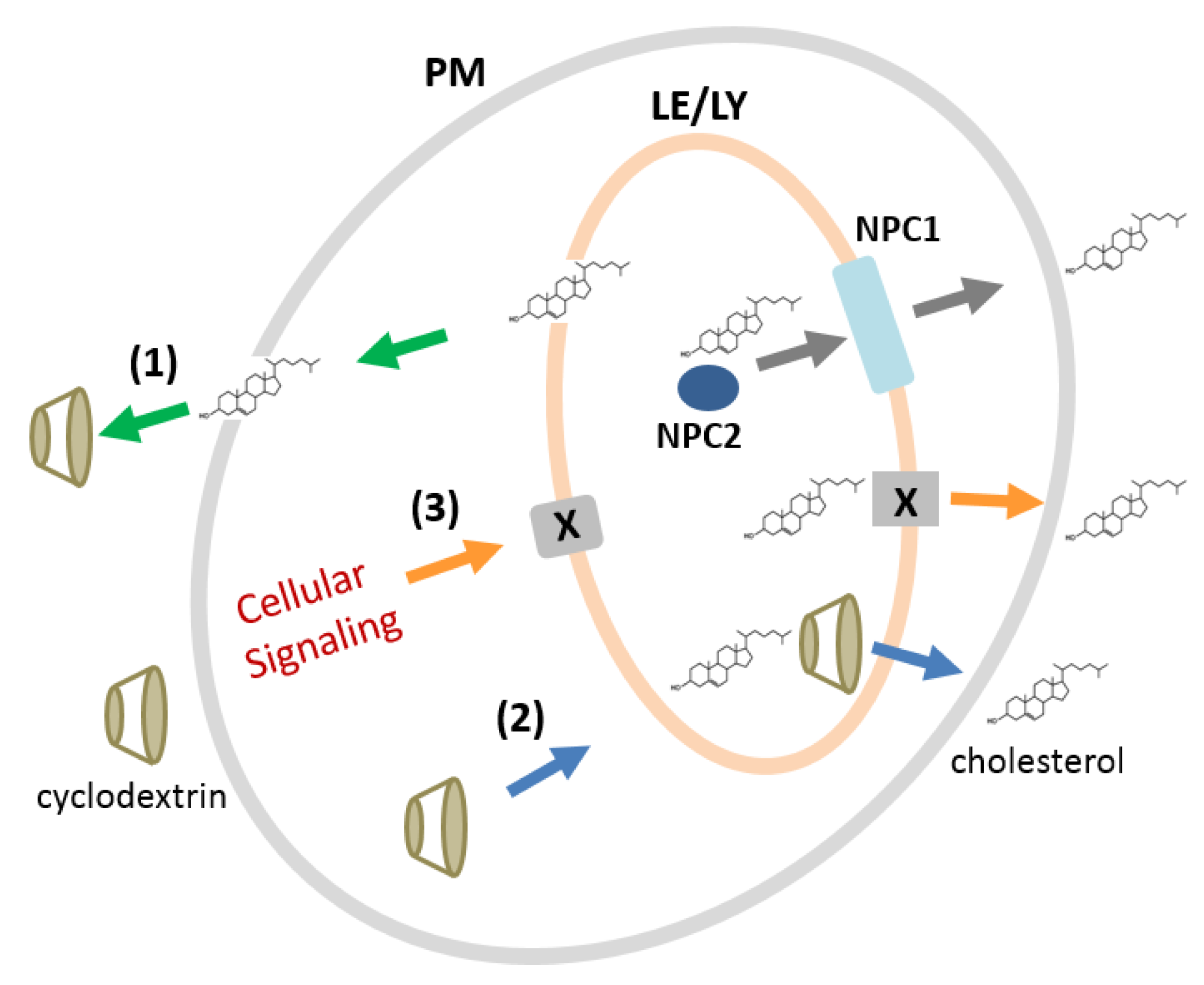 Molecules Free Full Text Cyclodextrins Assessing The Impact