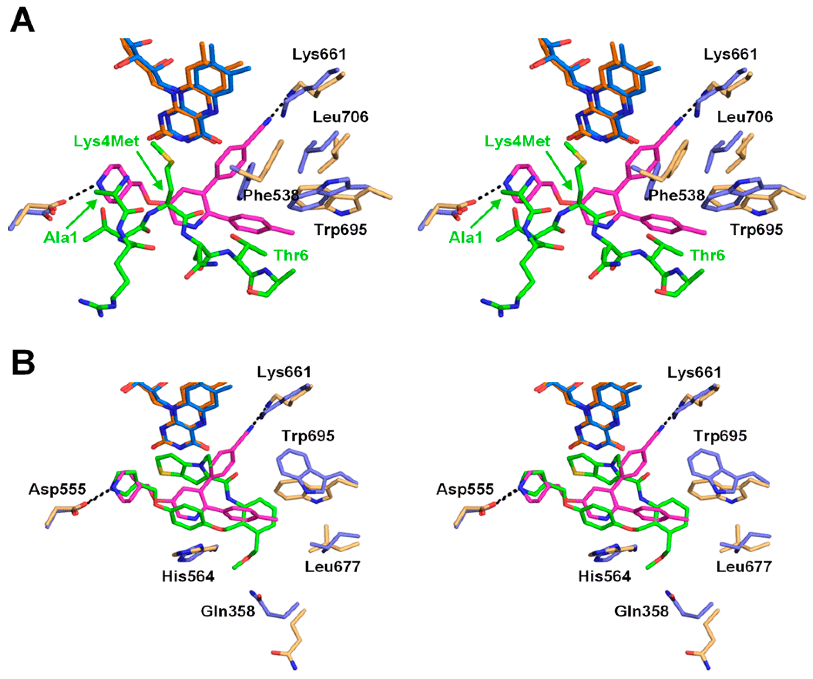 Молекула 23. Лизин молекула. Пептид met-LYS-Leu. Молекула лизина в водном растворе. Histone methylation Biochemistry.