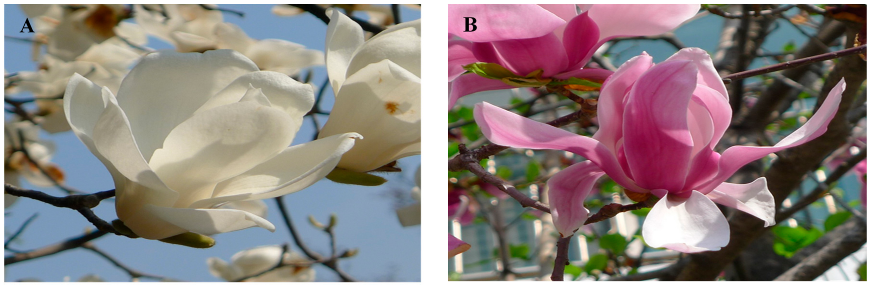 Molecules Free Full Text Analysis Of Metabolites In White Flowers Of Magnolia Denudata Desr And Violet Flowers Of Magnolia Liliiflora Desr Html