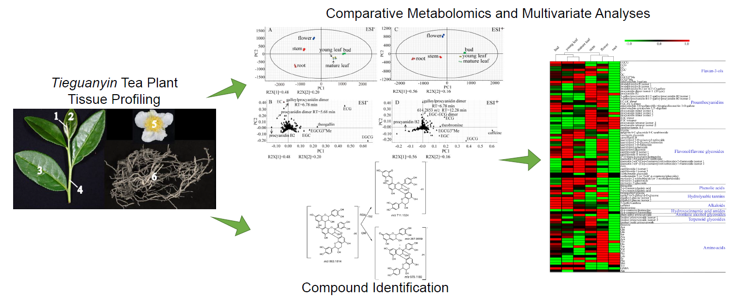 Molecules | Free Full-Text | Insights into Tissue-specific Specialized  Metabolism in Tieguanyin Tea Cultivar by Untargeted Metabolomics | HTML