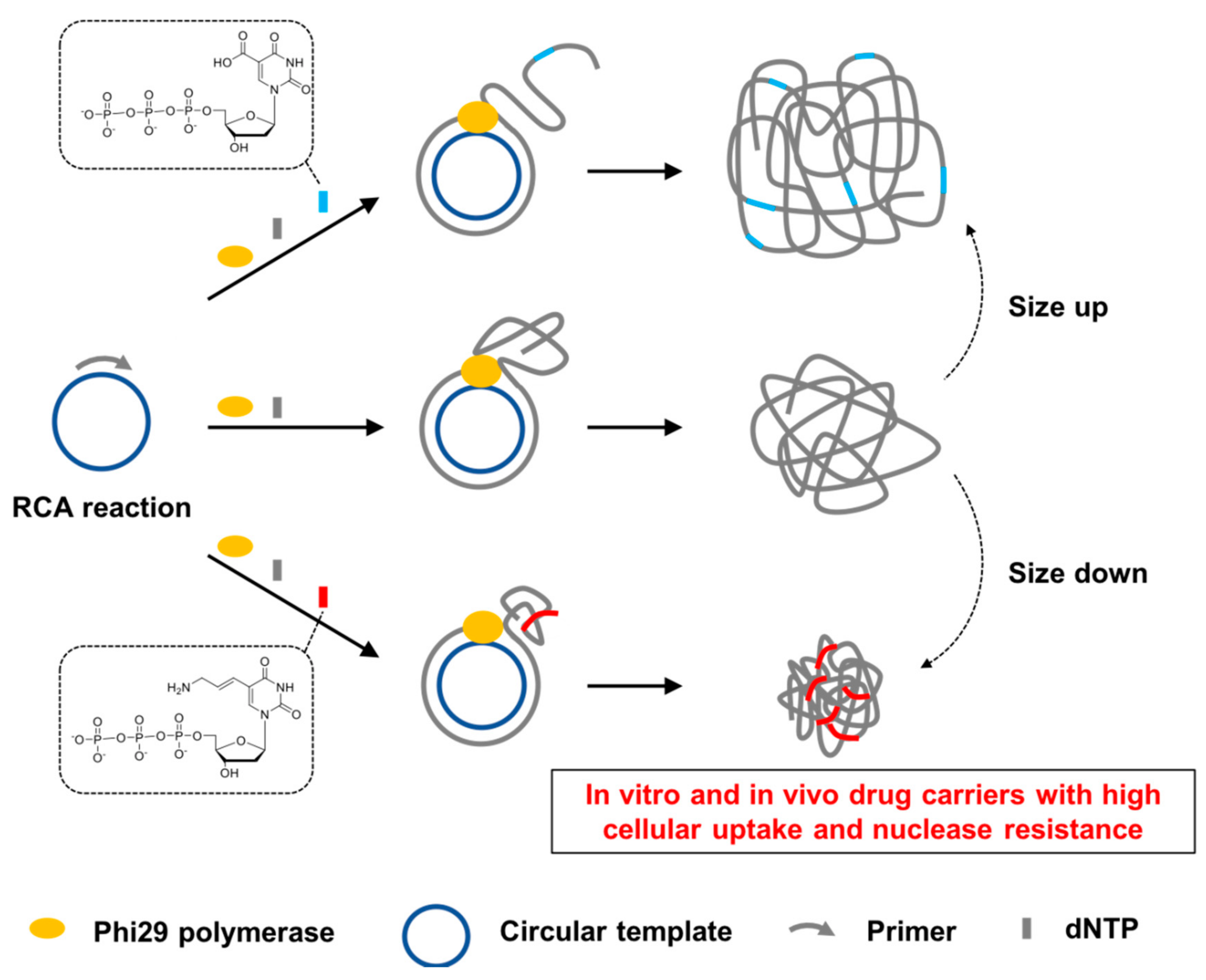 Molecules | Free Full-Text | Shaping Rolling Circle Amplification Products  into DNA Nanoparticles by Incorporation of Modified Nucleotides and Their  Application to In Vitro and In Vivo Delivery of a Photosensitizer