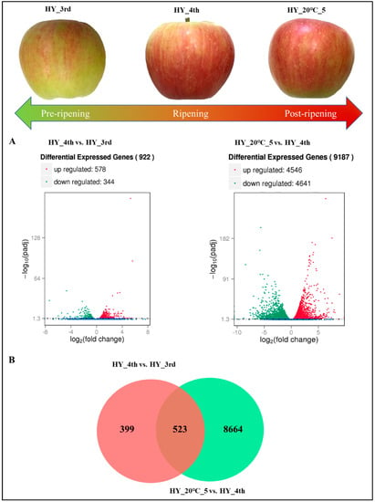 Red Delicious Apple: The Fruit of Knowledge - Arbor Day Blog