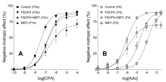 Molecules Free Full Text Fscpx A Chemical Widely Used As An Irreversible A1 Adenosine Receptor Antagonist Modifies The Effect Of Nbti A Nucleoside Transport Inhibitor By Reducing The Interstitial Adenosine Level