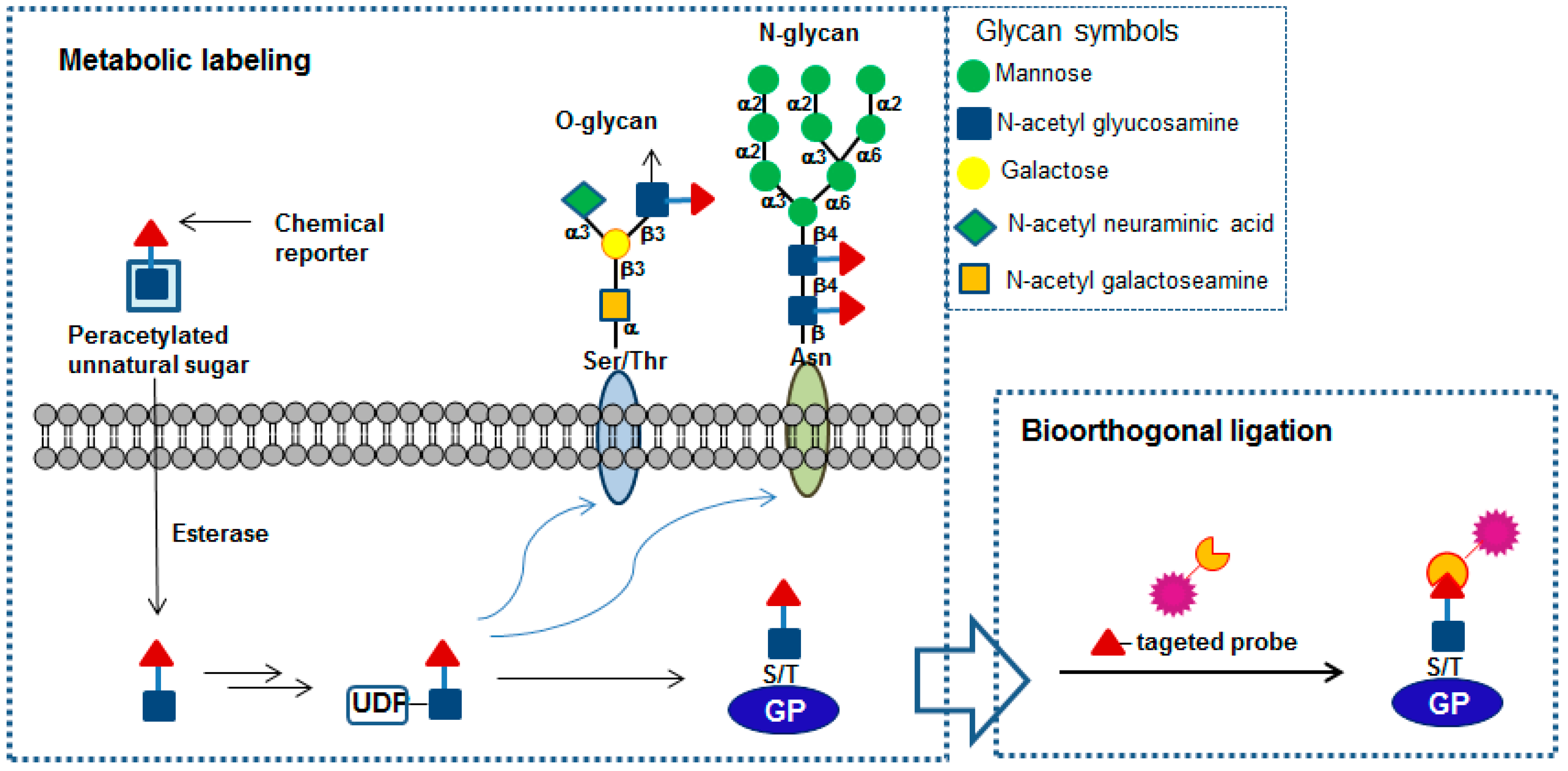 Molecules | Free Full-Text | Chemical Reporters And Their Bioorthogonal ...