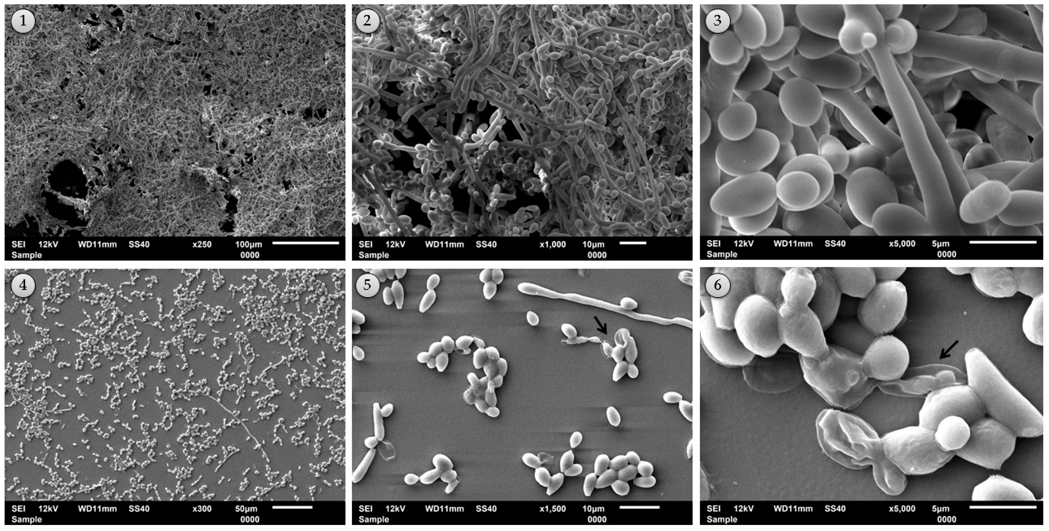 Molecules 23 02418 g008 Molecules 23 02418 g008