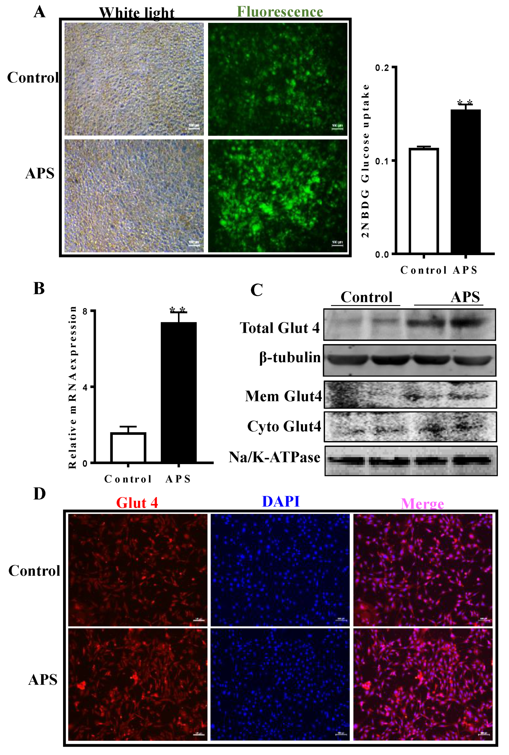 ... Astragalus Free Full-Text Molecules | | Polysaccharide