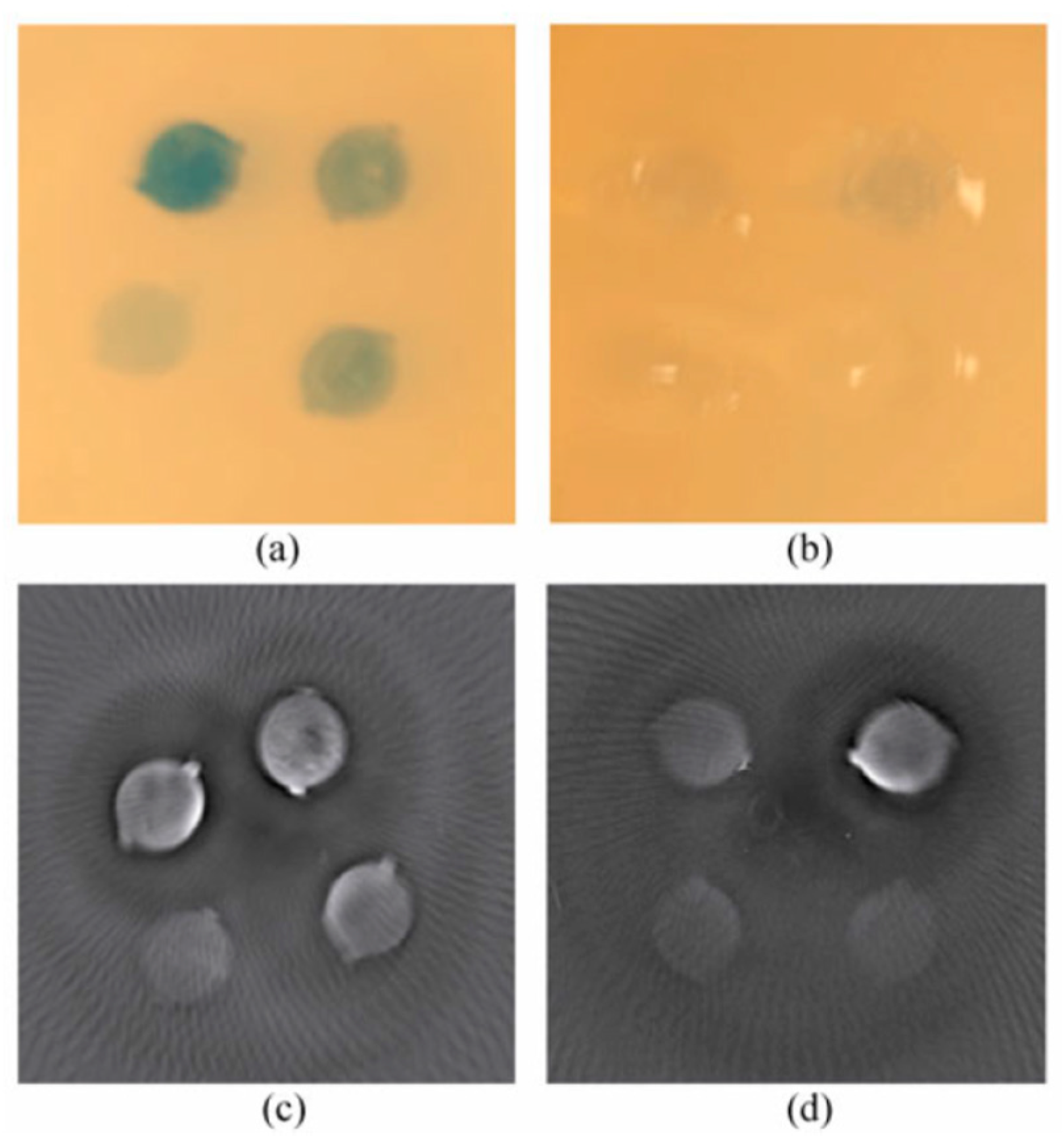 Molecules 23 02766 g004 Molecules 23 02766 g004