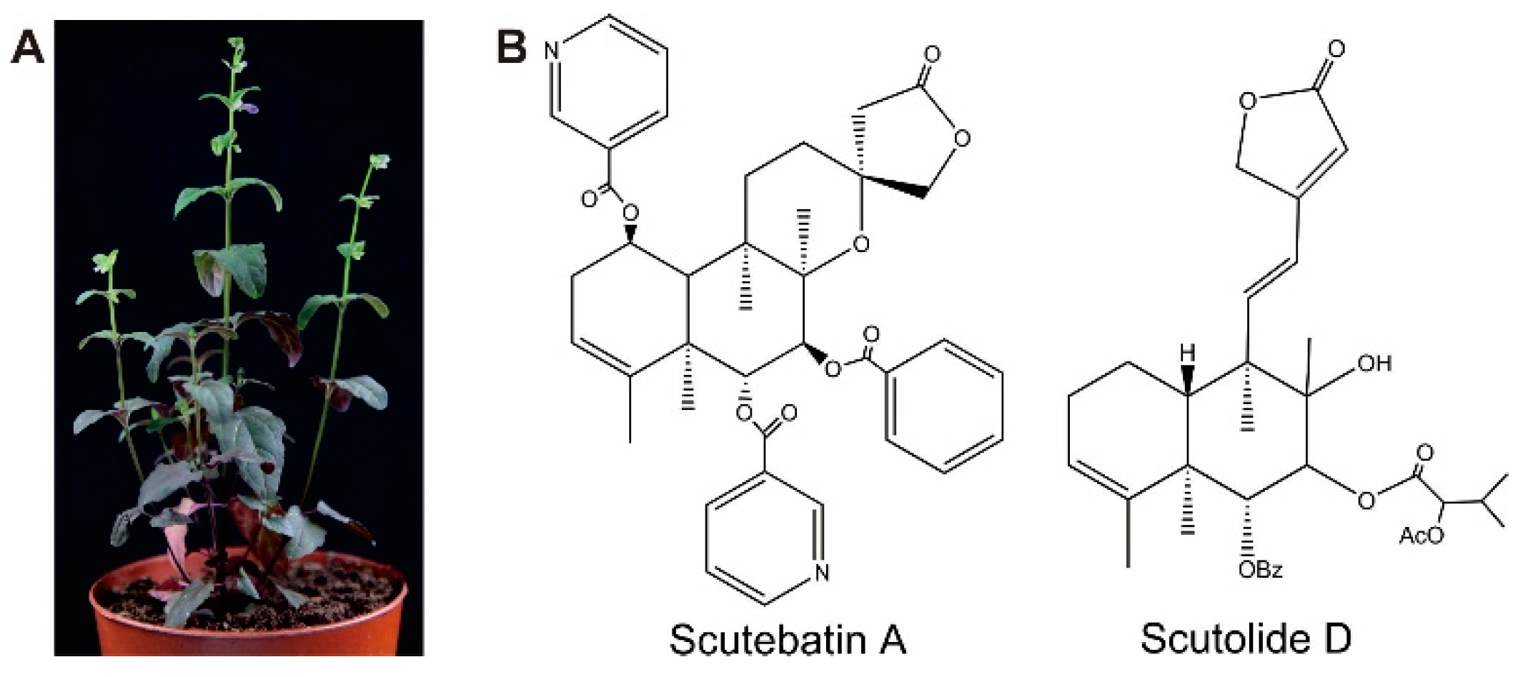 Molecules 23 02952 g001 Molecules 23 02952 g001