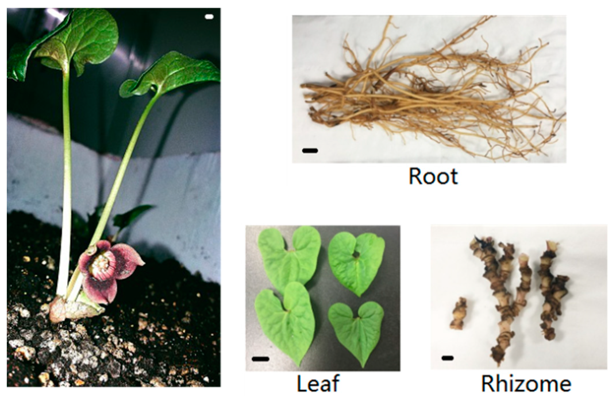 Molecules 23 03184 g001