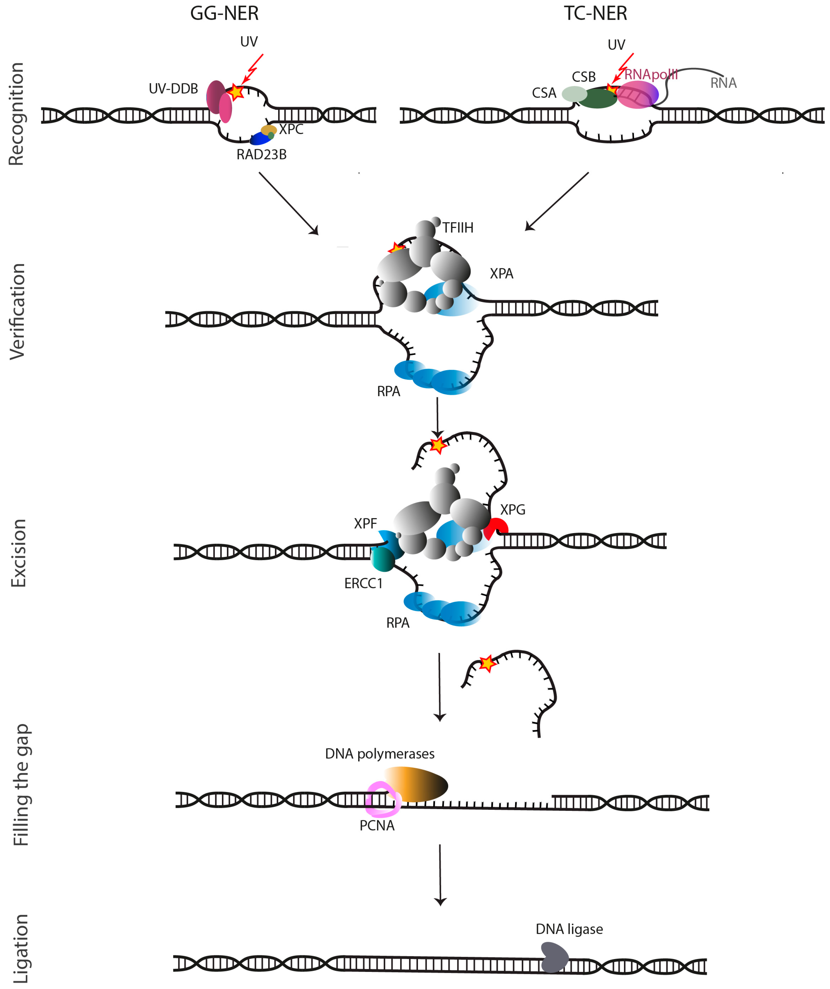 Molecules Free Full Text Function And Interactions Of Ercc1 Xpf In Dna Damage Response Html