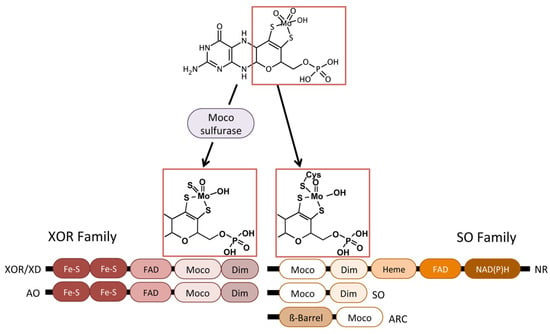 Molecules Free Full Text From The Eukaryotic Molybdenum Cofactor Biosynthesis To The Moonlighting Enzyme Marc Html