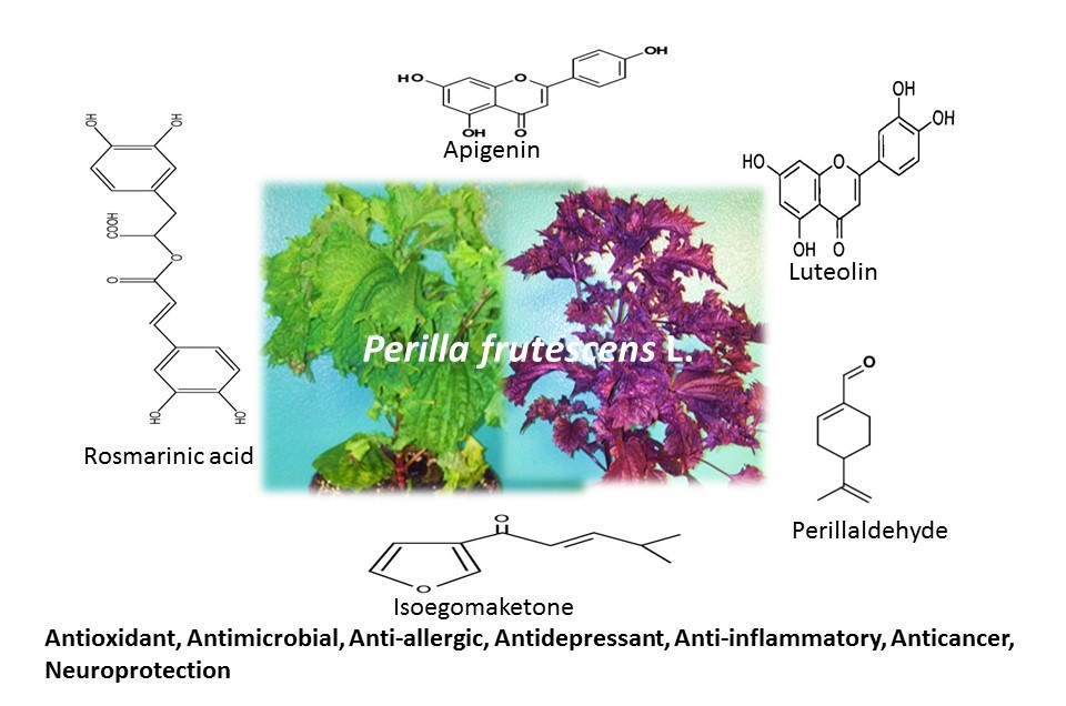 Molecules Free Full Text Ethnomedicinal Phytochemical And Pharmacological Investigations Of Perilla Frutescens L Britt