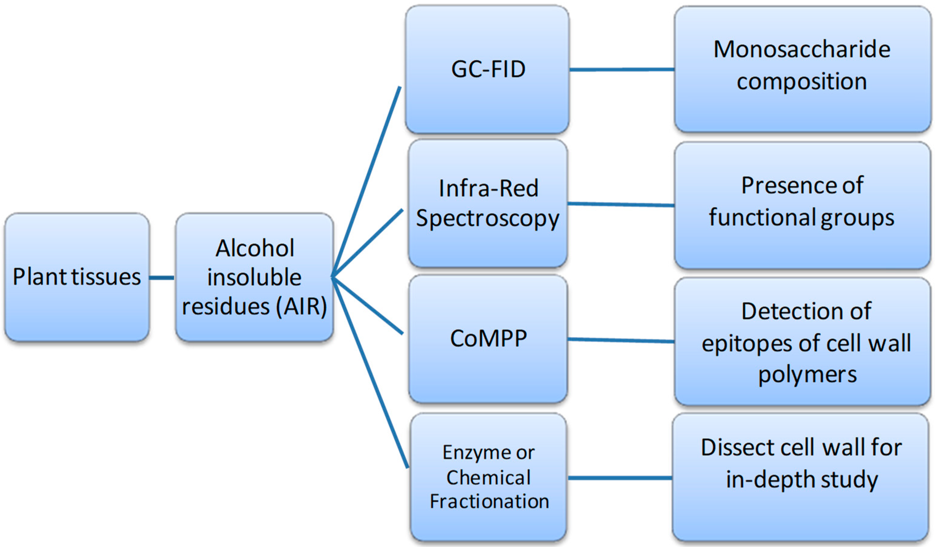 Molecules Free Full Text Deconstructing Wine Grape Cell Walls With Enzymes During Winemaking New Insights From Glycan Microarray Technology Html