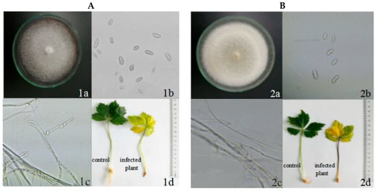Molecules | Free Full-Text | Monitoring Antifungal Agents of Artemisia annua  against Fusarium oxysporum and Fusarium solani, Associated with Panax  notoginseng Root-Rot Disease