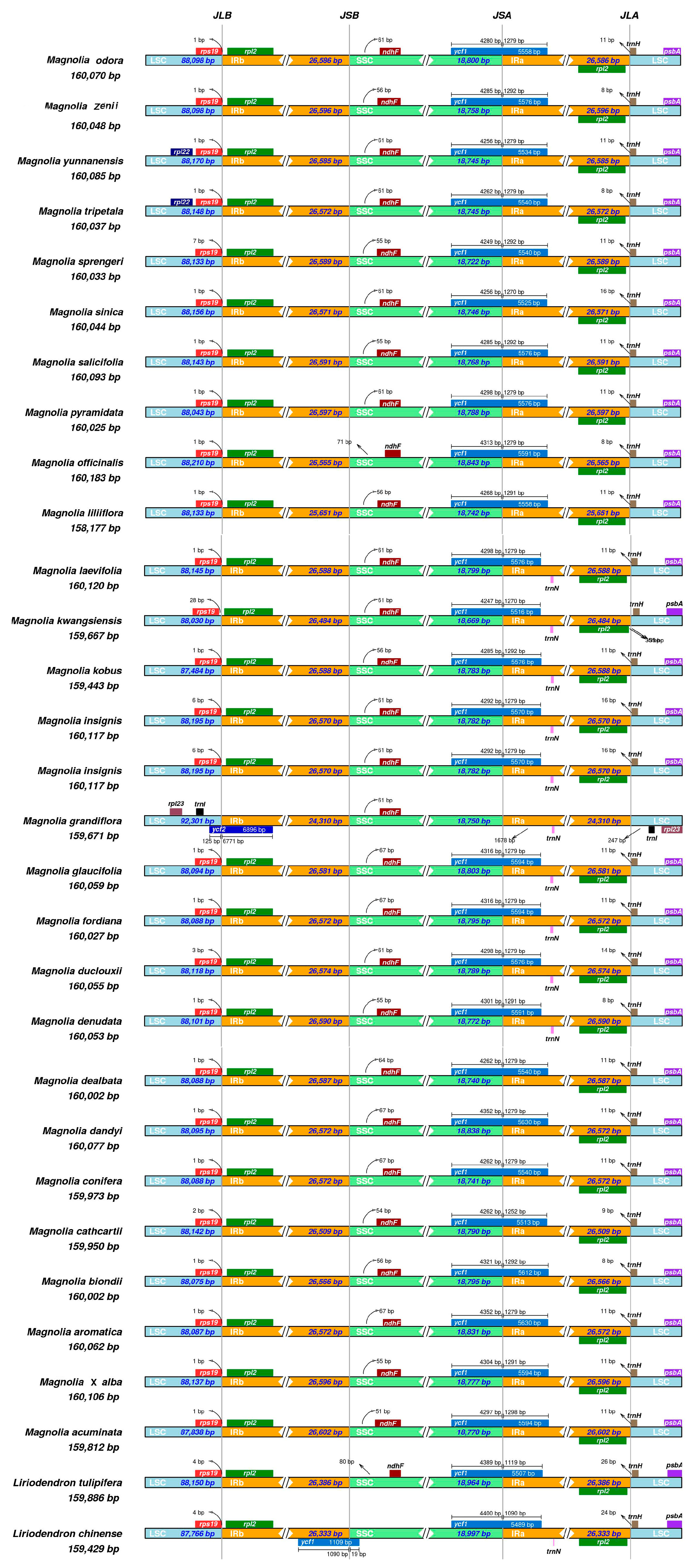 Molecules | Full-Text | The Complete Plastid Genome of Magnolia zenii and Genetic Comparison to Magnoliaceae species