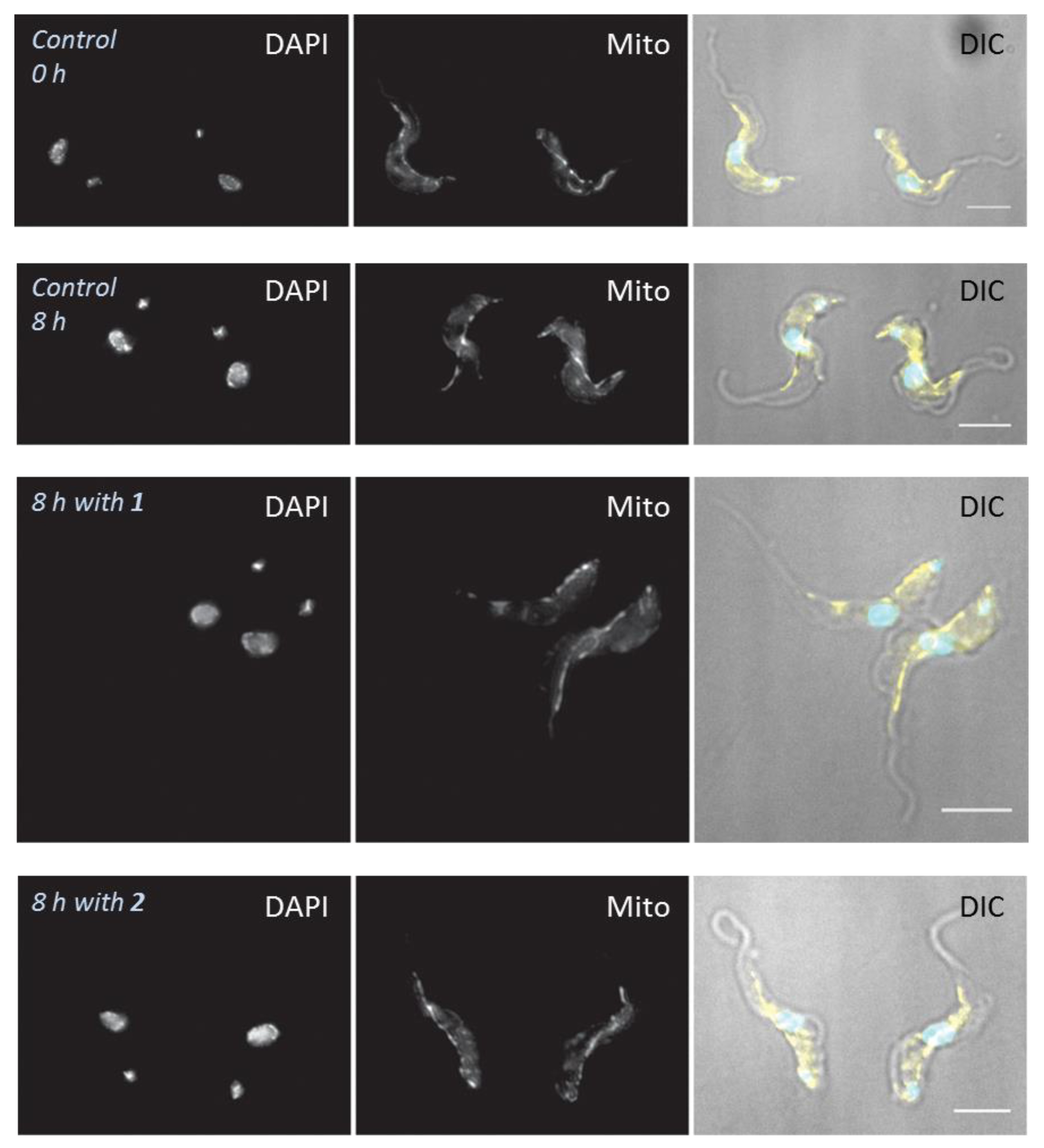Molecules 24 00268 g006