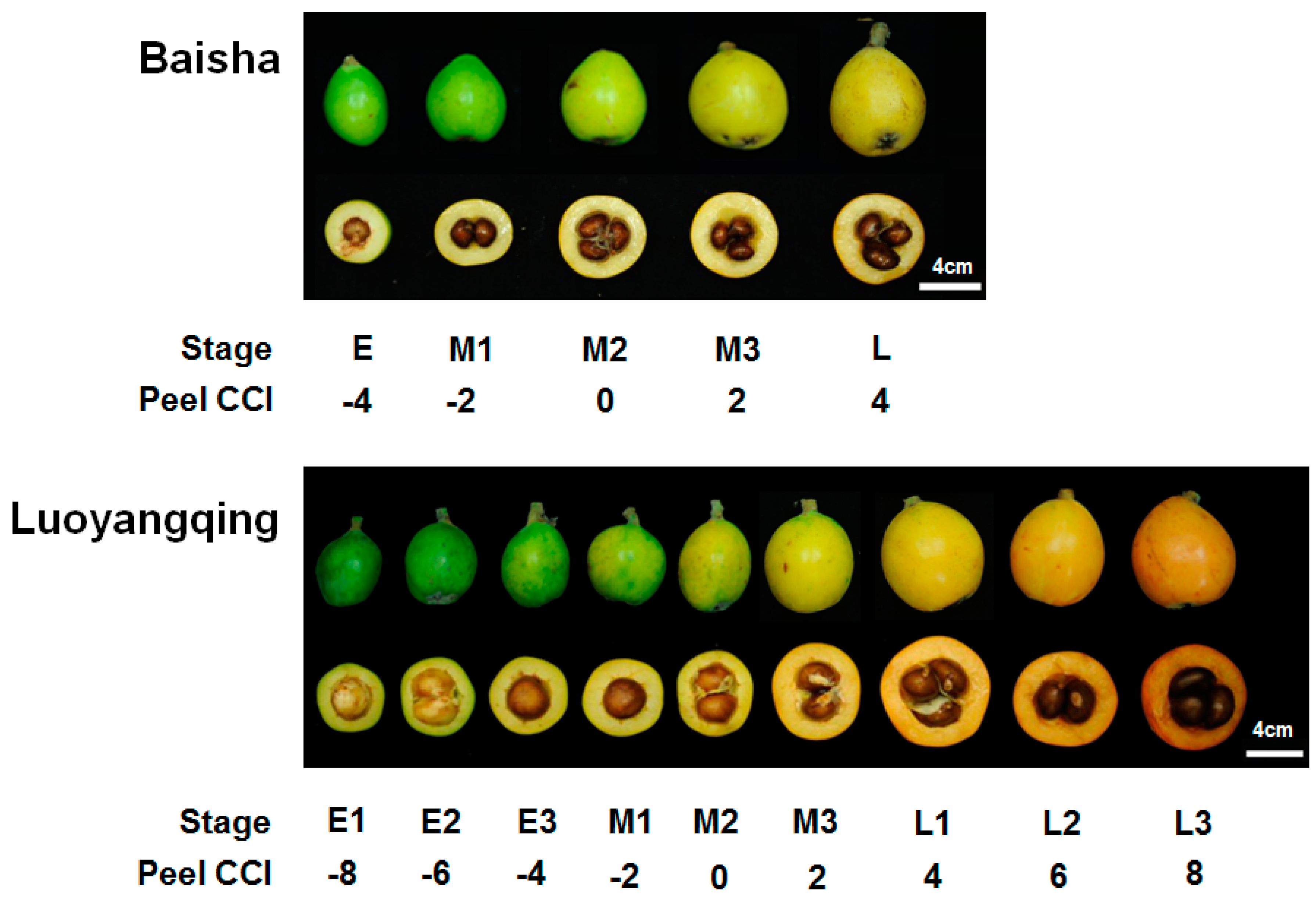 Molecules | Free Full-Text | Microscopic Analyses of Fruit Cell Plastid