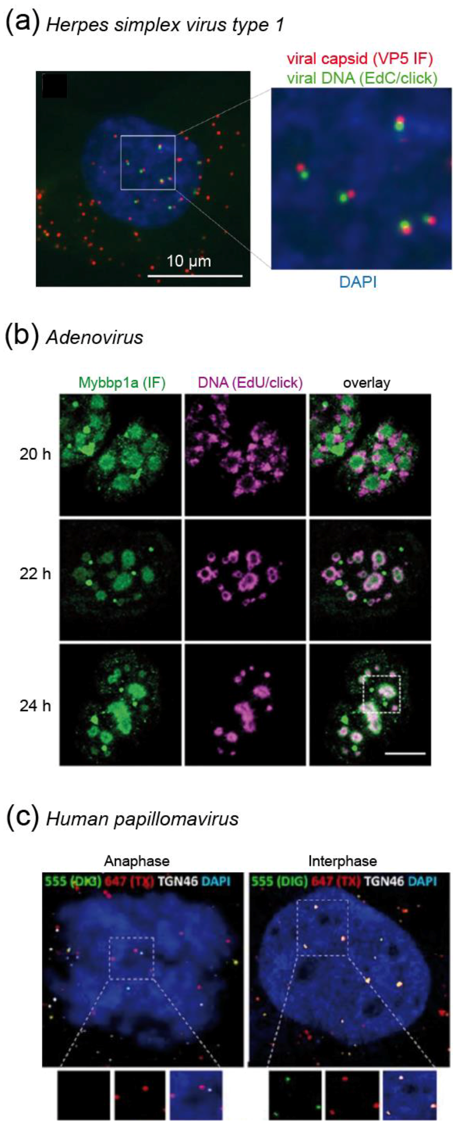 Molecules 24 00481 g006